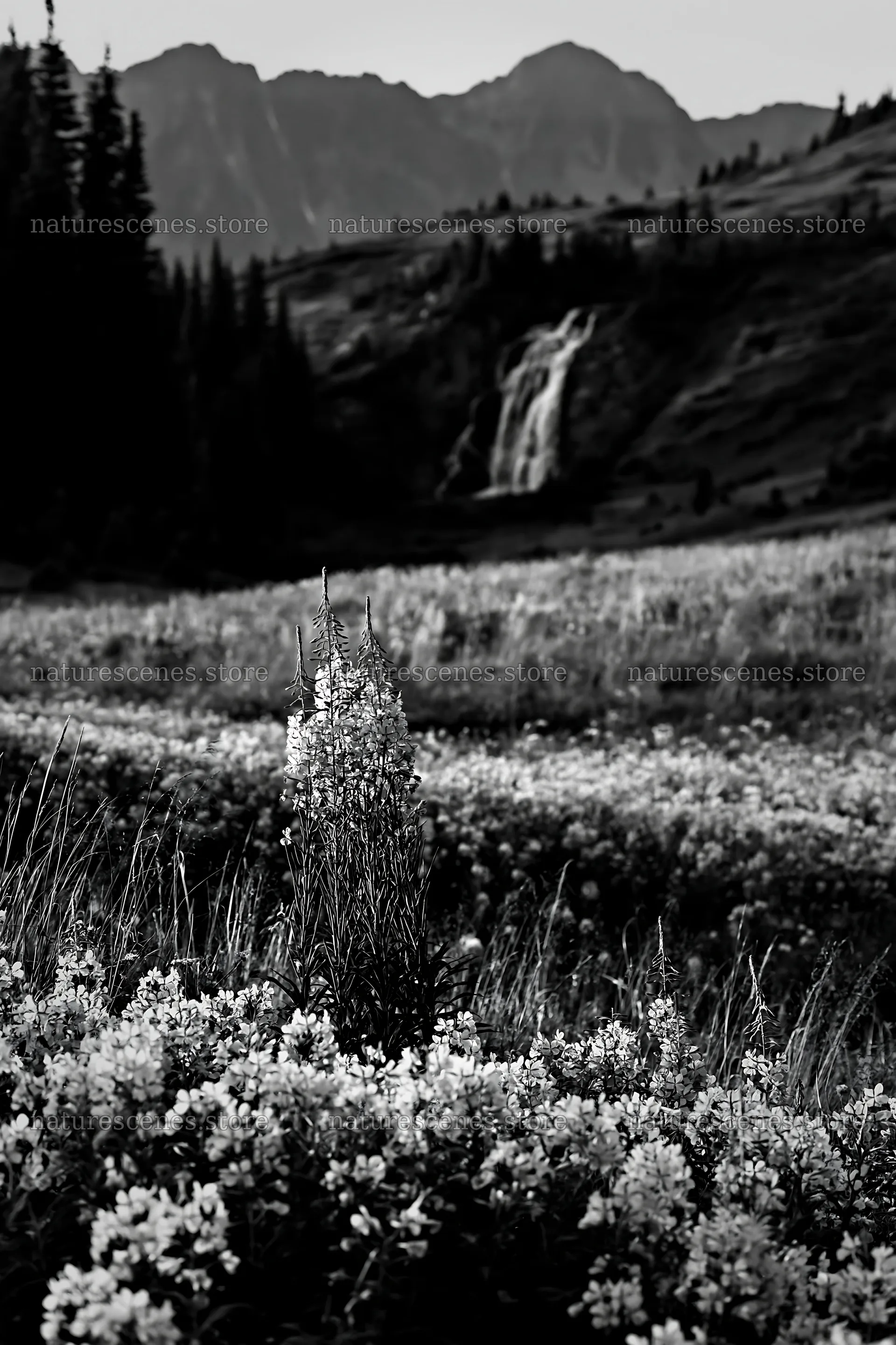 Mountain flower meadow with waterfall in black and white – nature scenes 6480x9722