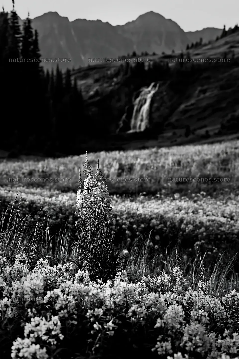 Mountain flower meadow with waterfall in black and white – nature scenes 6480x9722