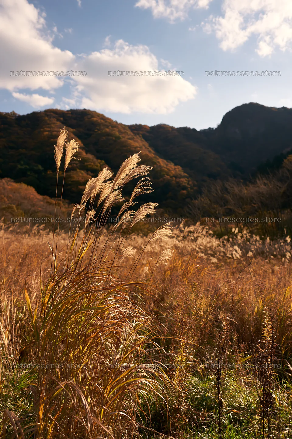 Autumn seedheads in restored Aichi meadow foreground – nature scenes 6480x9722