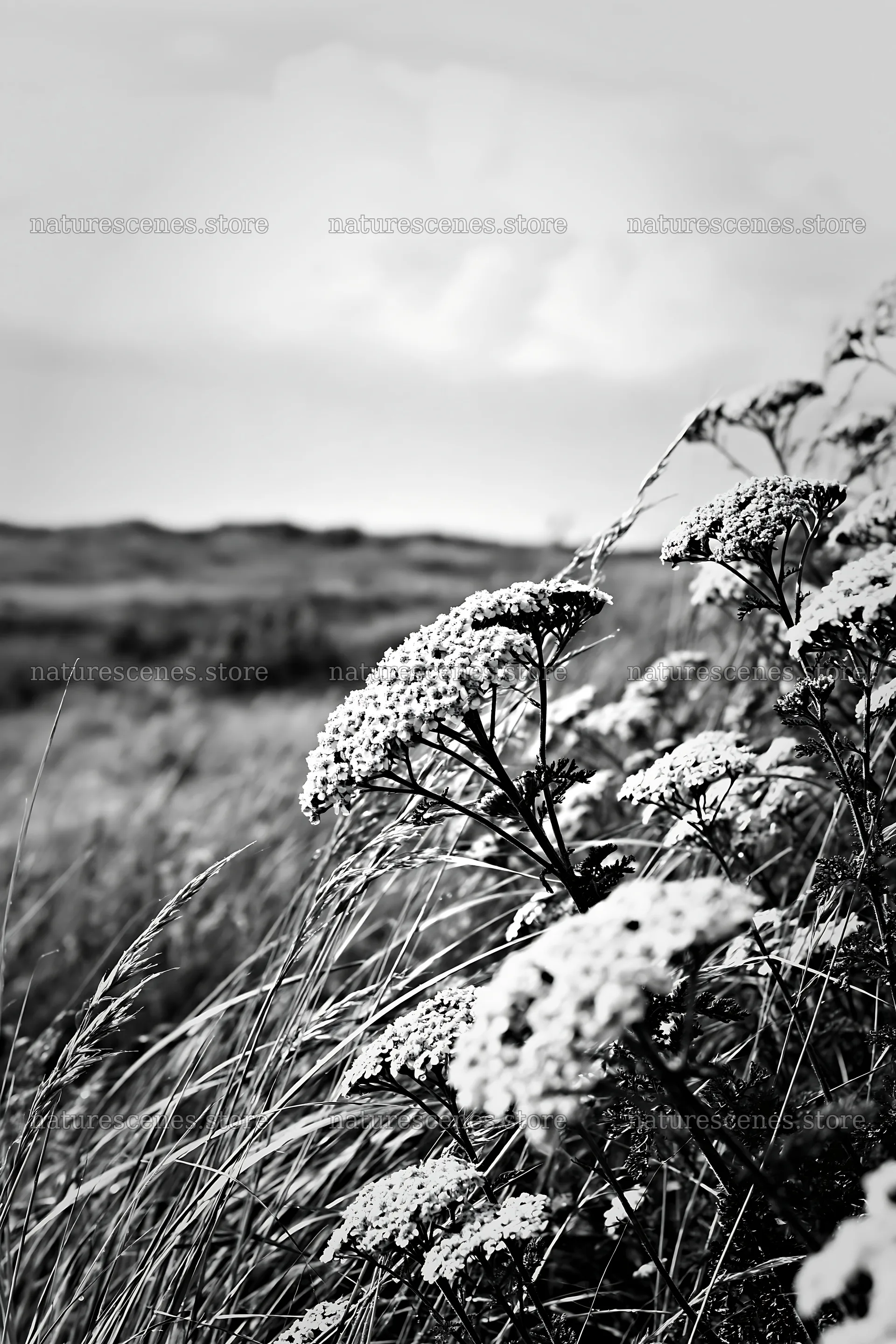 Yarrow meadow bloom in black and white landscape – nature scenes 6480x9722