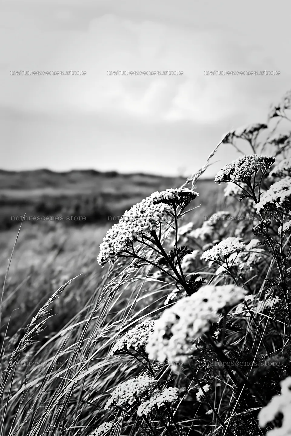 Yarrow meadow bloom in black and white landscape – nature scenes 6480x9722
