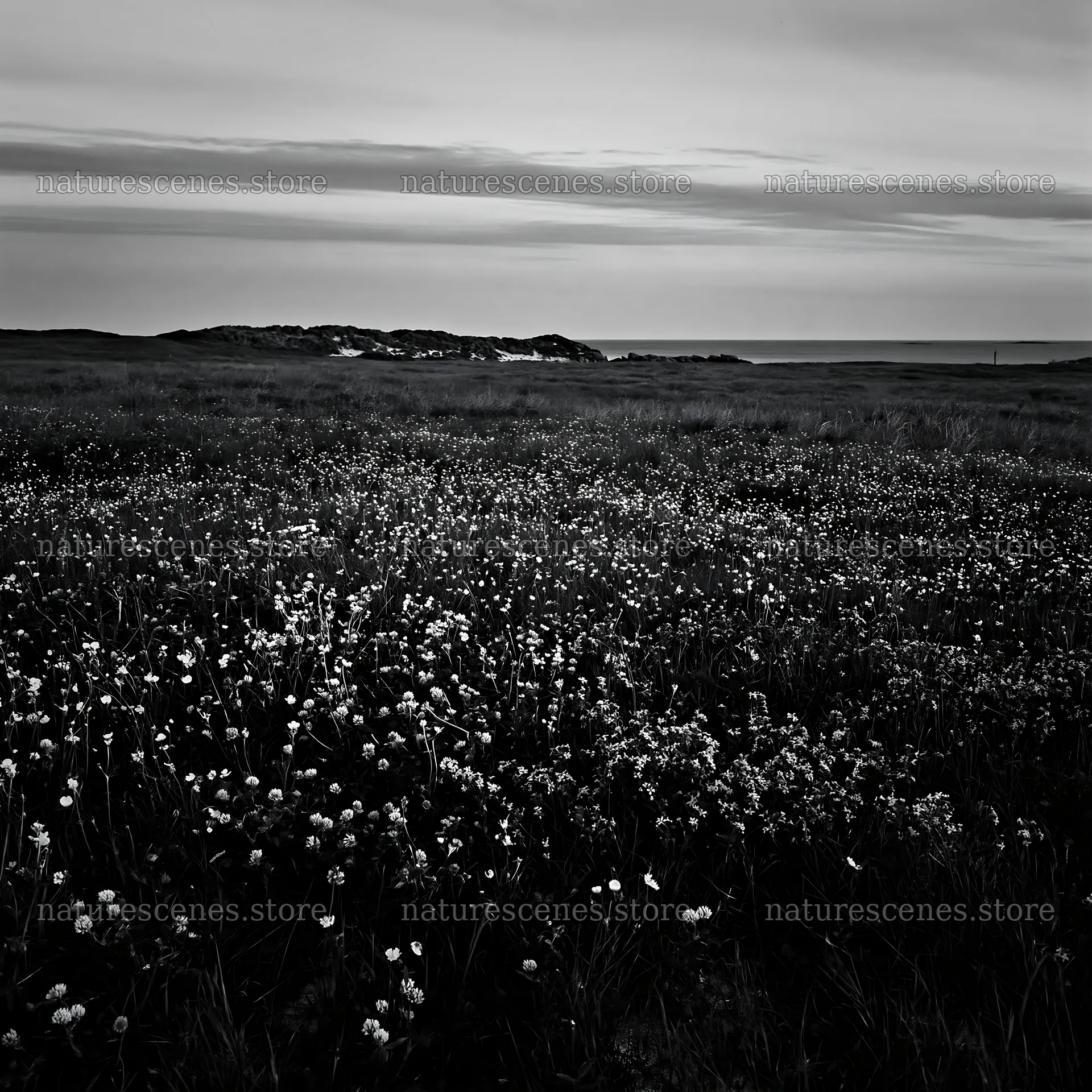 Meadow with flowers at dusk near the ocean – nature scenes 7938x7938