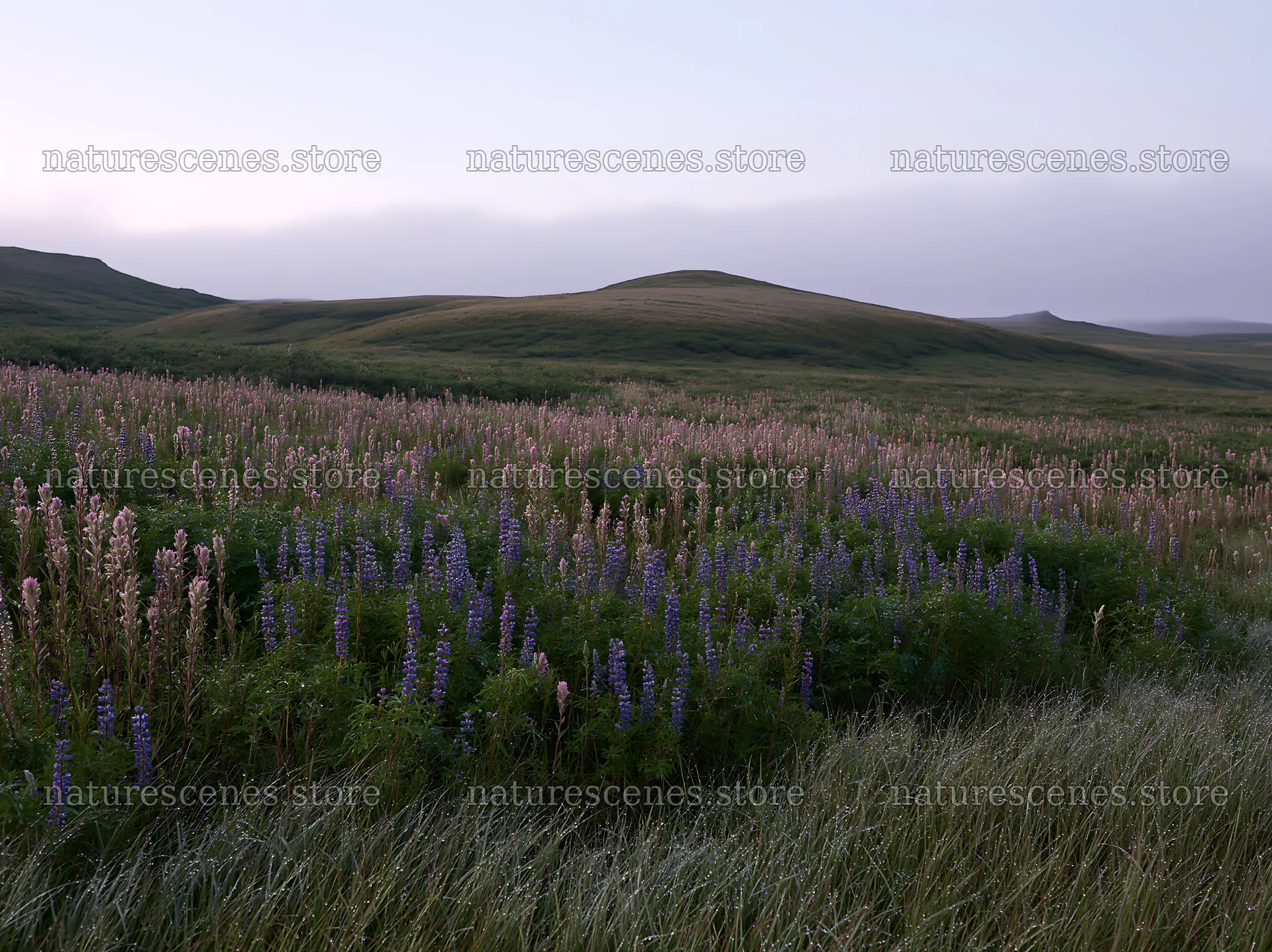Fireweed lupine meadow with rolling hills at dusk – nature scenes 9174x6866
