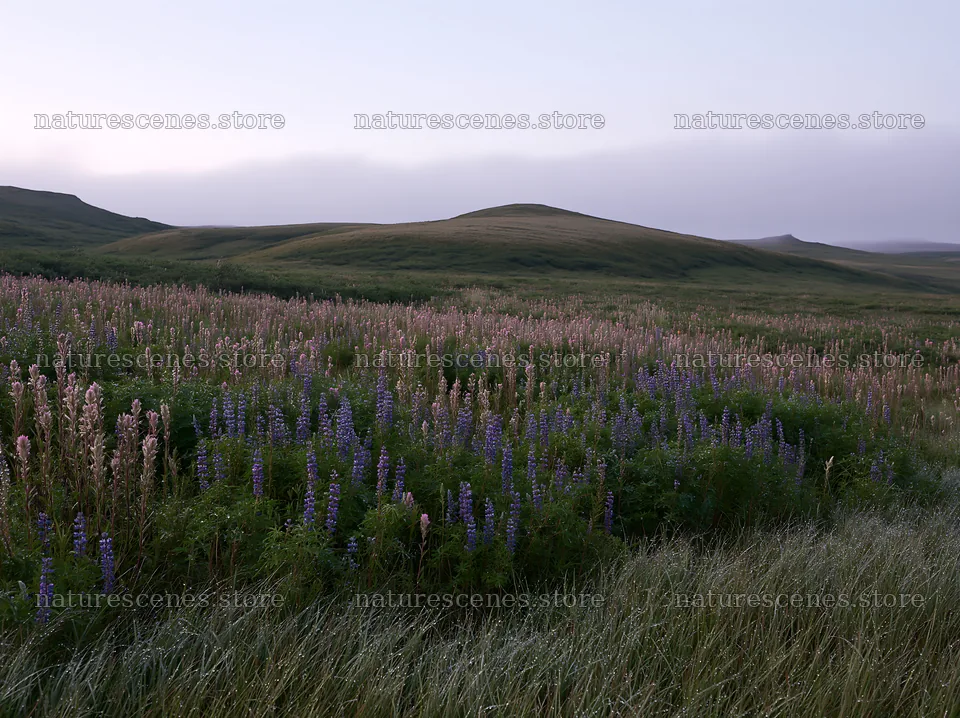 Fireweed lupine meadow with rolling hills at dusk – nature scenes 9174x6866