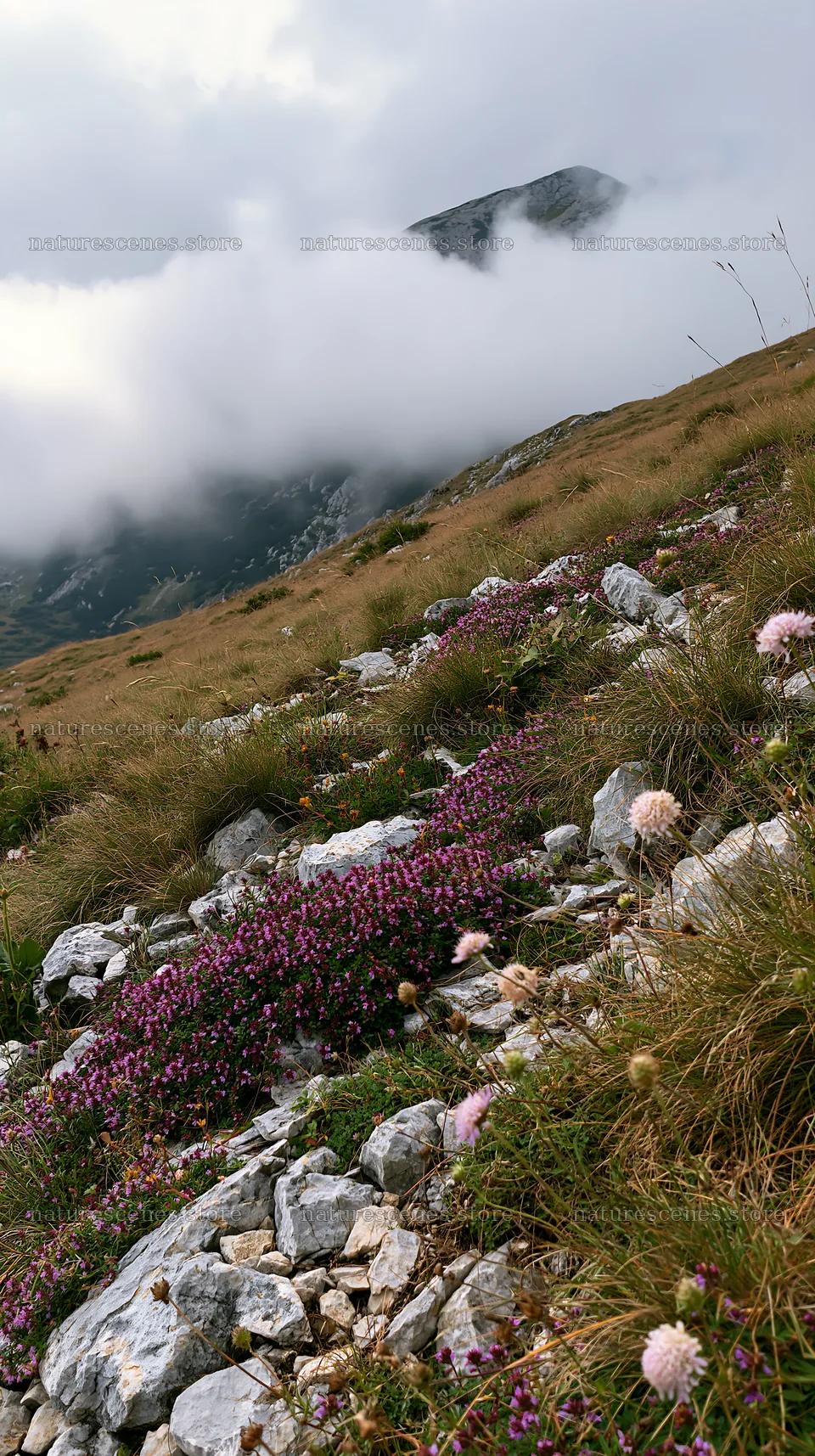 Cloudy limestone meadow with wildflowers in the foreground – nature scenes 5938x10608