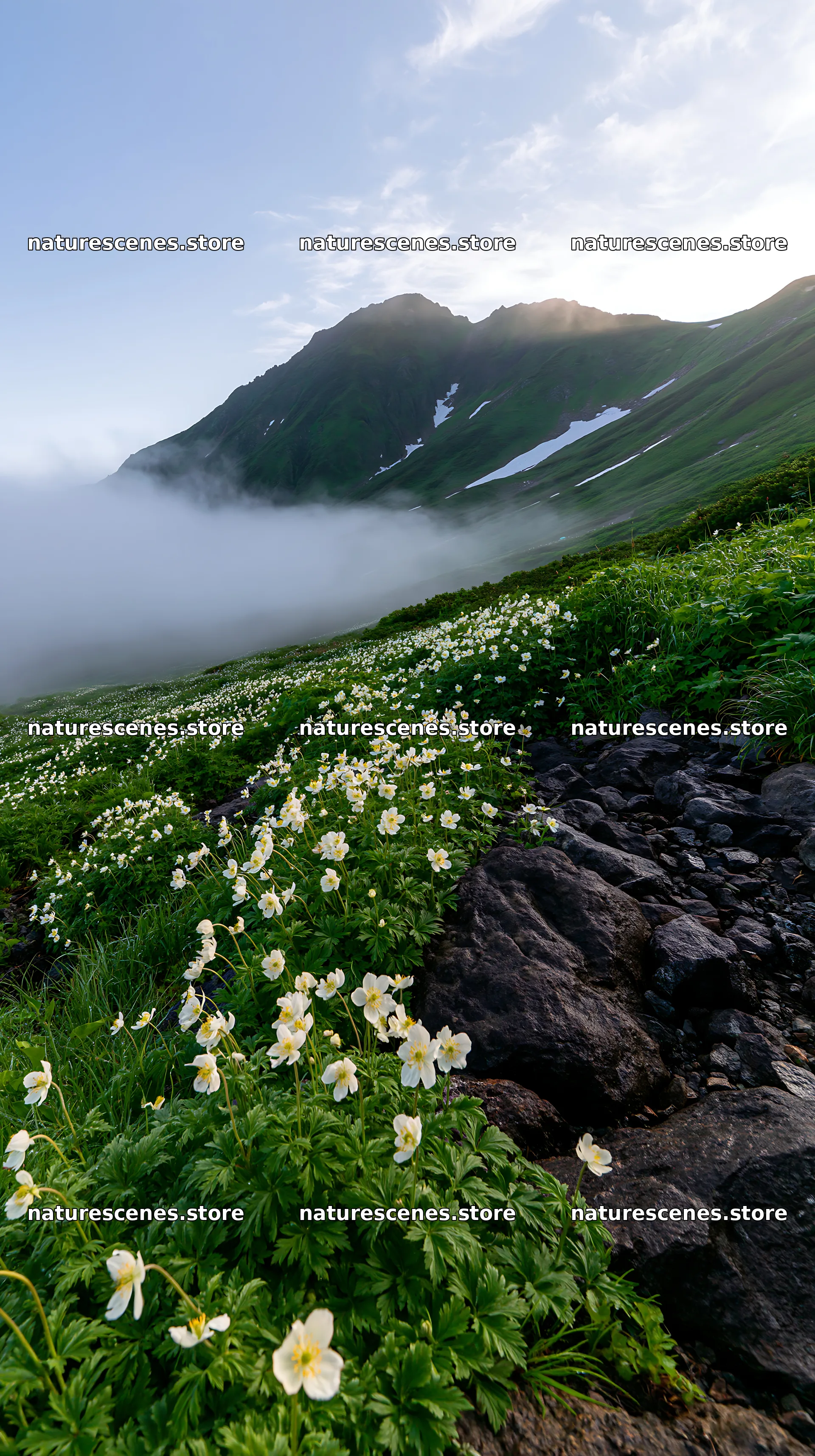Toyama alpine meadow snowmelt rock foreground with flowers – nature scenes 5938x10608
