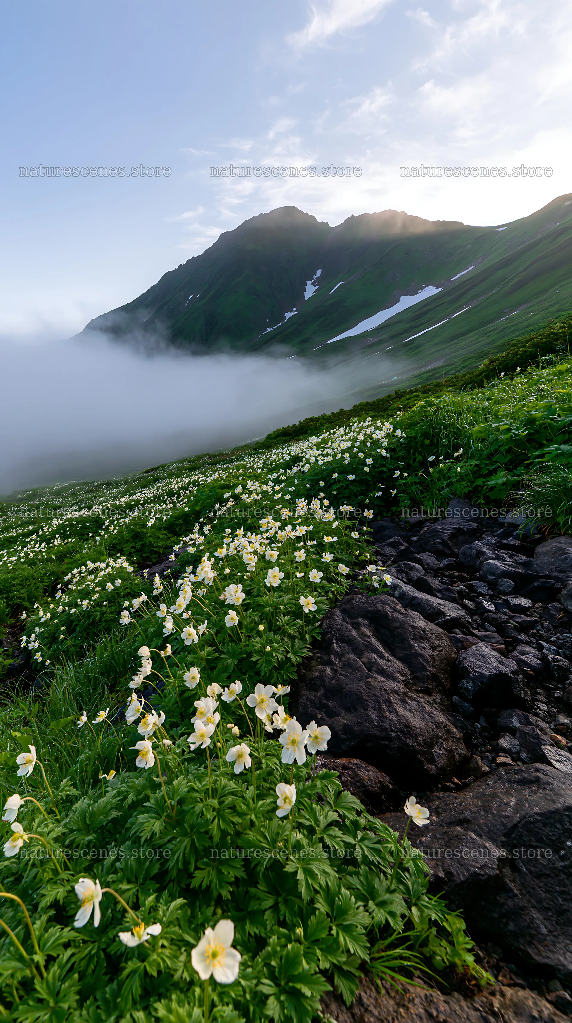 Toyama alpine meadow snowmelt rock foreground with flowers – nature scenes 5938x10608