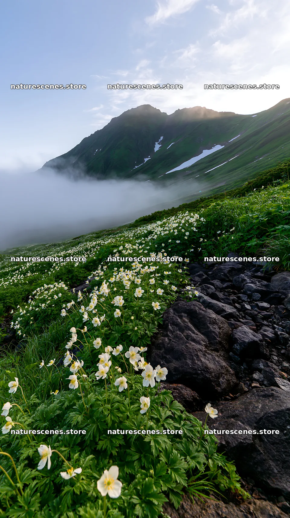 Toyama alpine meadow snowmelt rock foreground with flowers – nature scenes 5938x10608