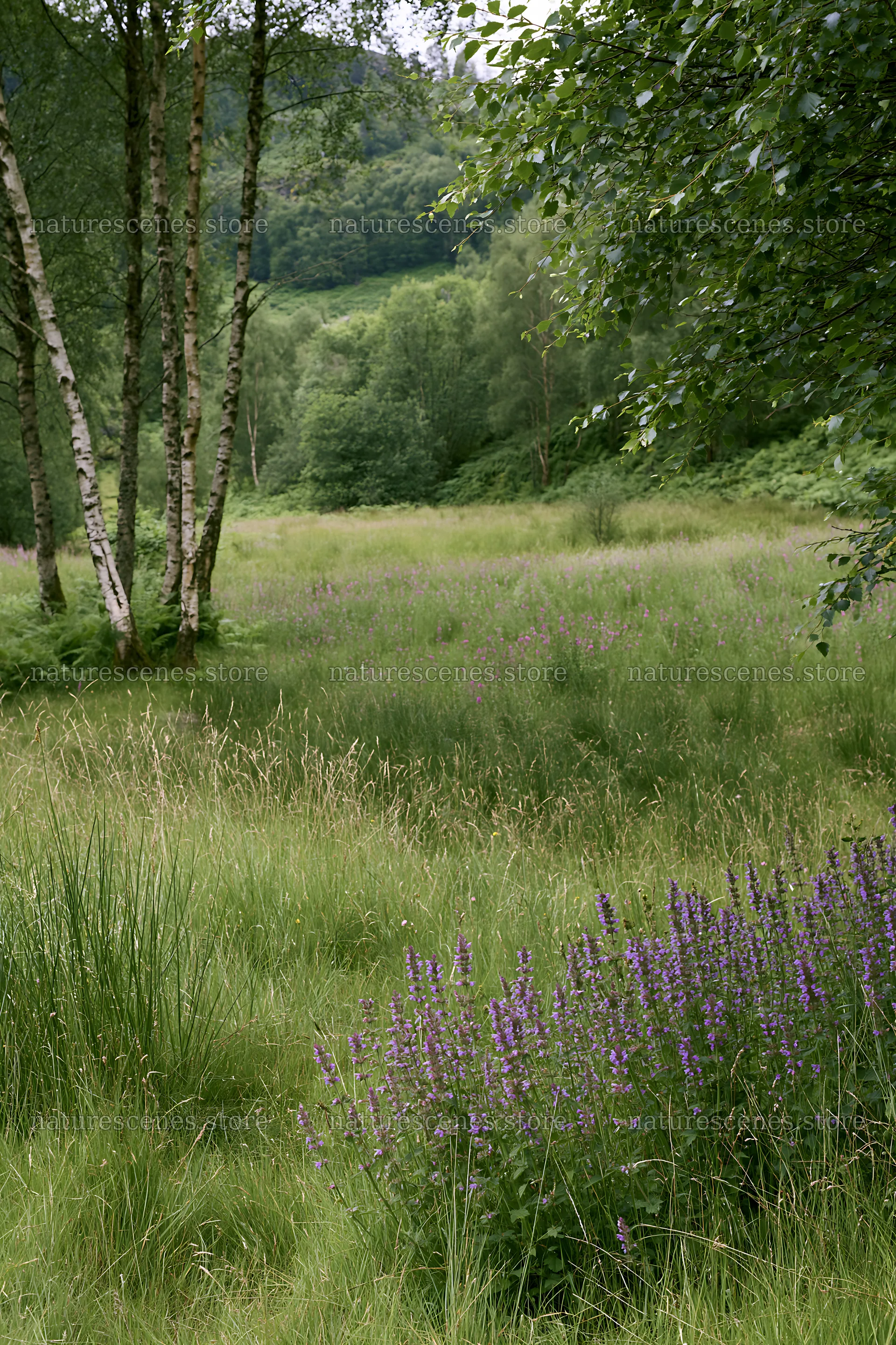Meadow with flowers under birch trees in woodland area – nature scenes 6480x9722