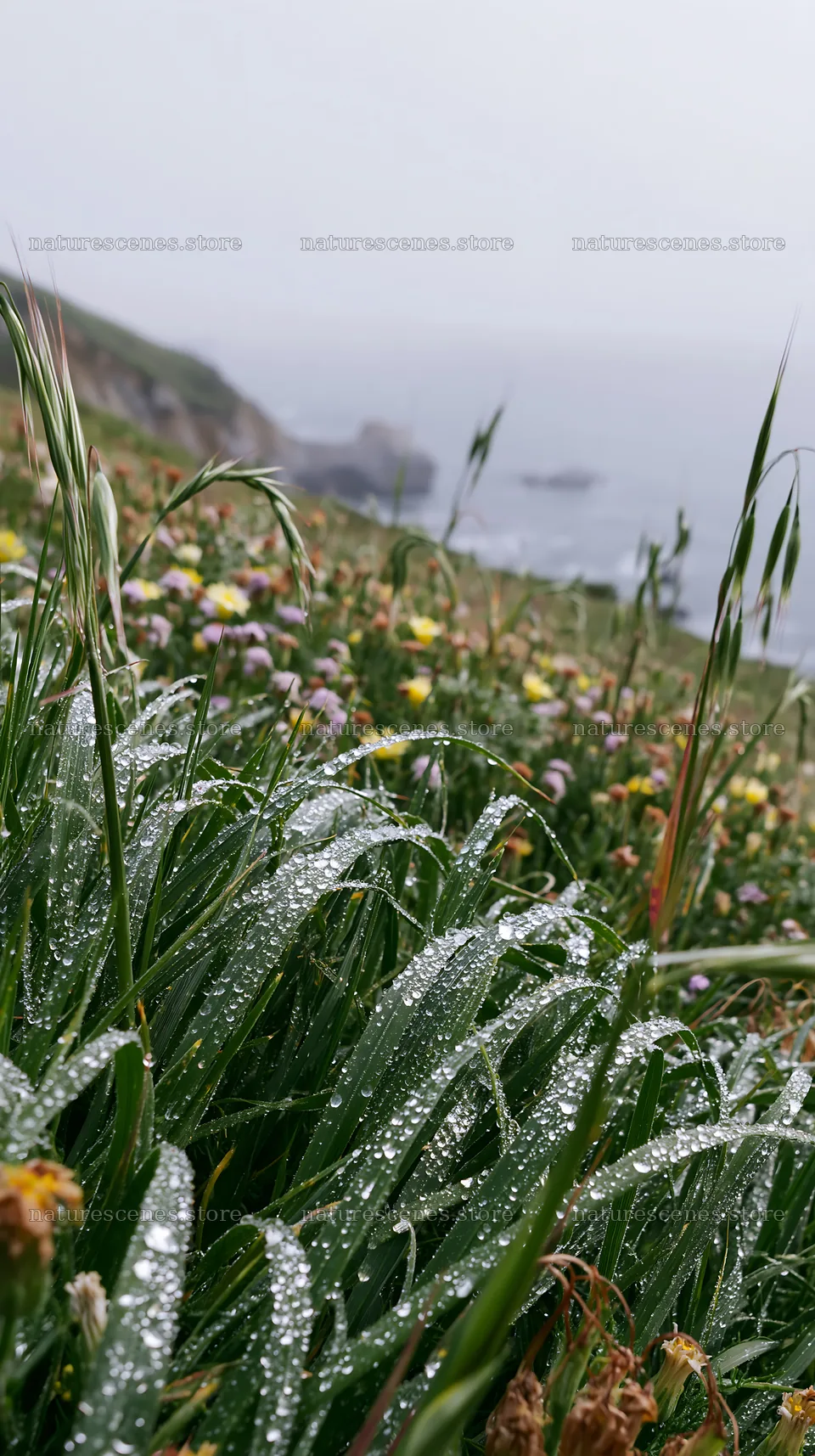 Frosty coastal meadow with dew-covered grass and wildflowers – nature scenes 5938x10608