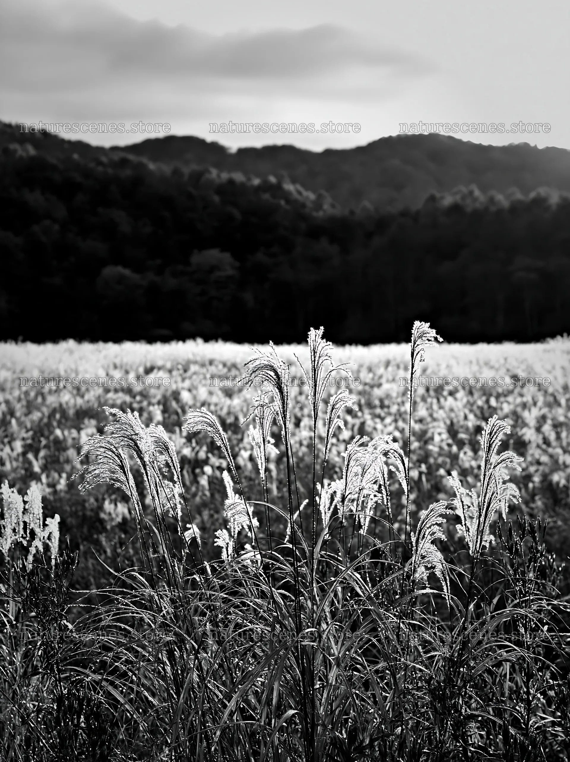 Iwate rain refreshed meadow seedhead foreground – nature scenes 6866x9174