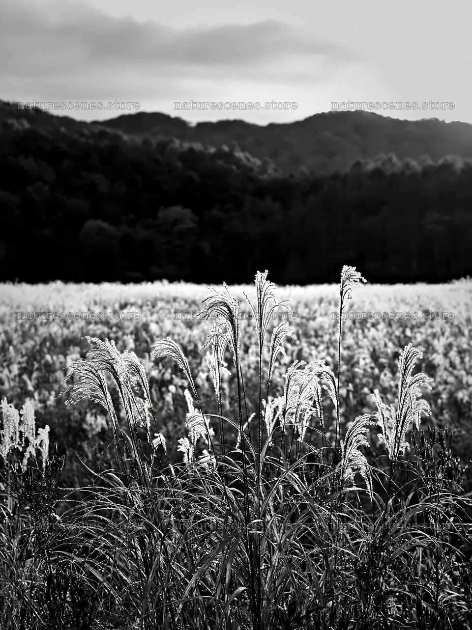 Iwate rain refreshed meadow seedhead foreground – nature scenes 6866x9174