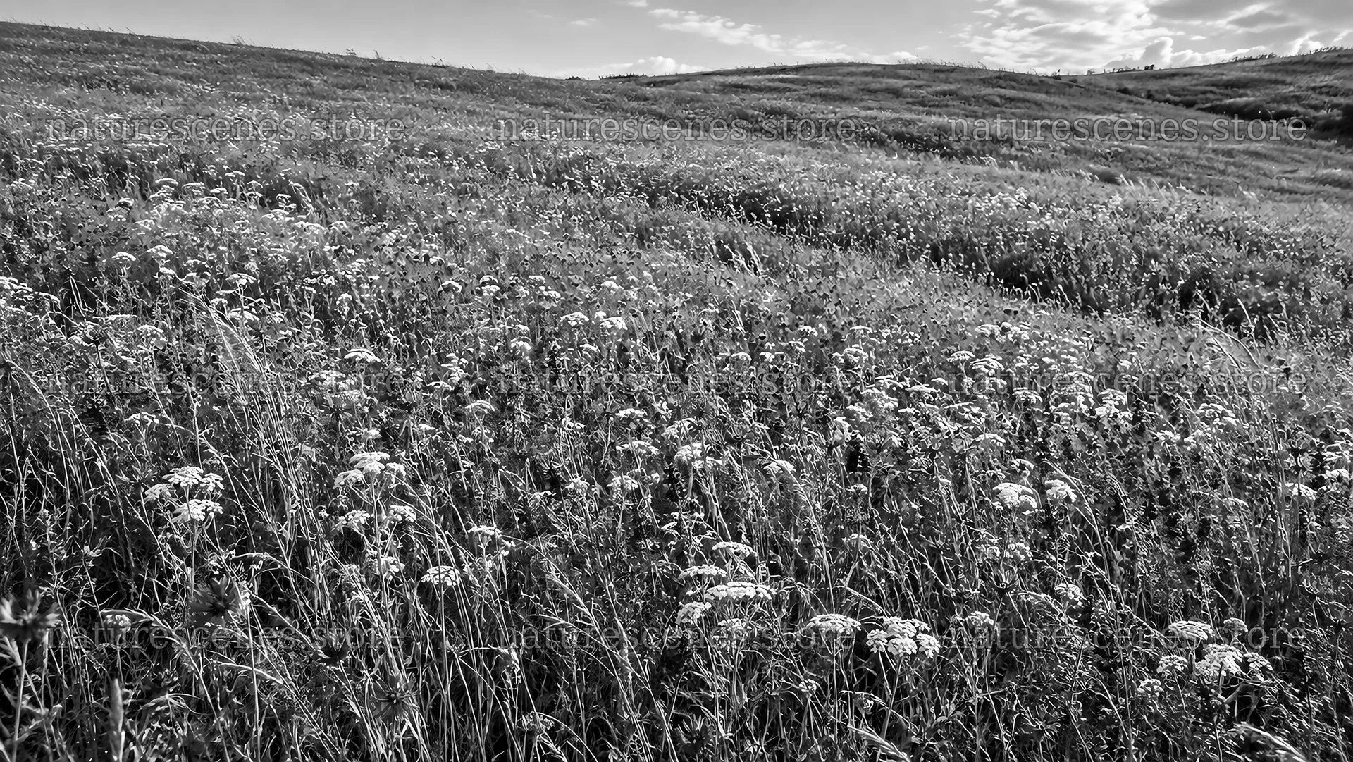 Black and White Wildflower Meadow on Rolling Hills – nature scenes 10324x5812