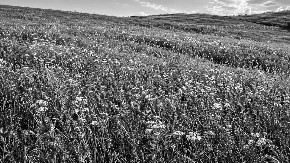 Black and White Wildflower Meadow on Rolling Hills – nature scenes 10324x5812