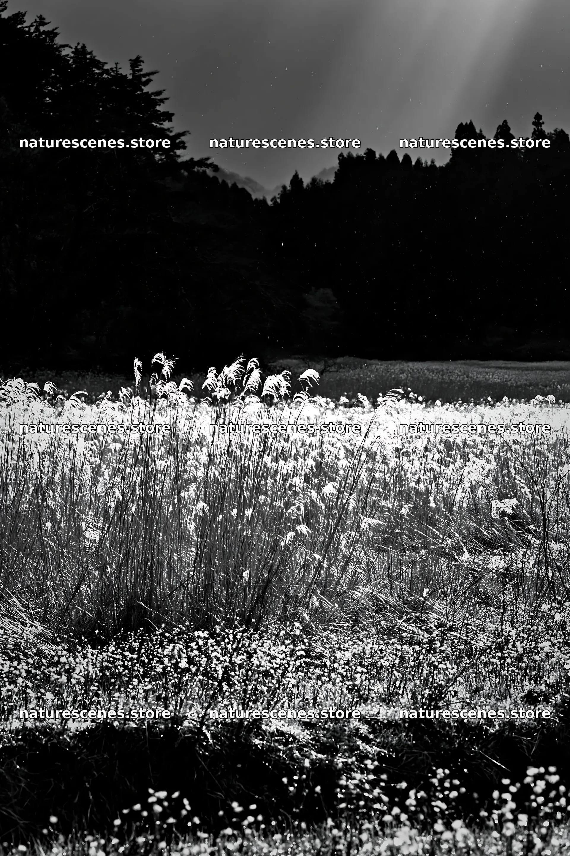 Akita snowmelt meadow with silver grasses in bright sunlight – nature scenes 6480x9722