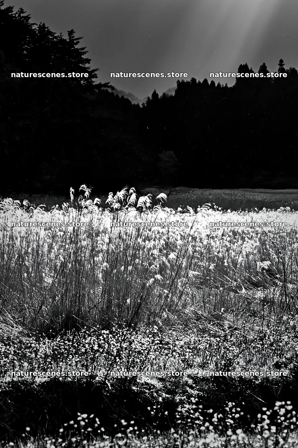 Akita snowmelt meadow with silver grasses in bright sunlight – nature scenes 6480x9722