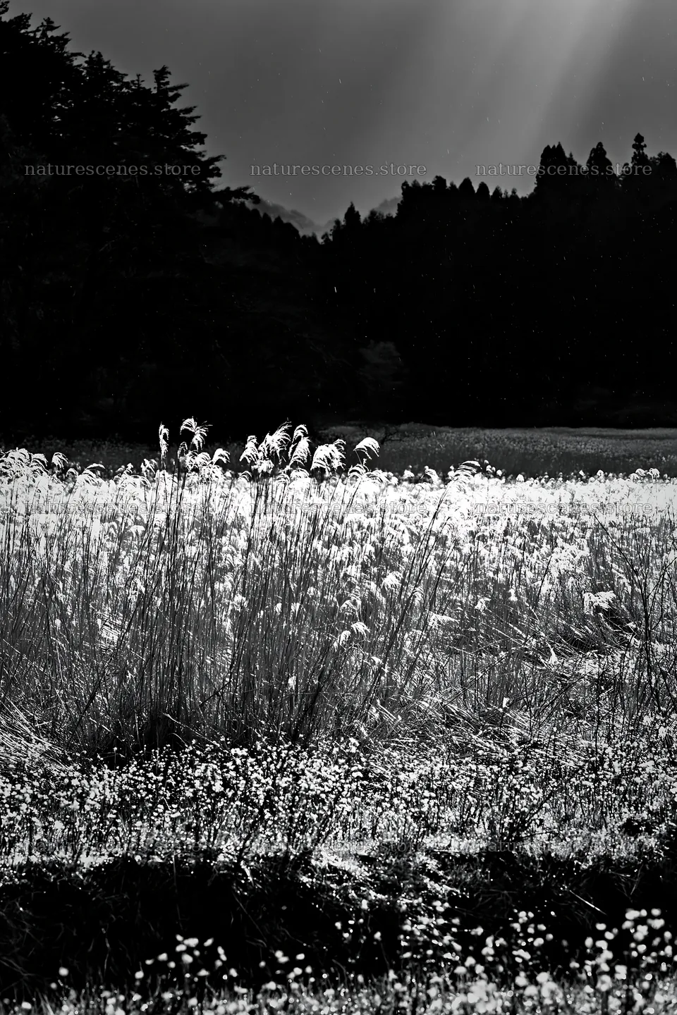 Akita snowmelt meadow with silver grasses in bright sunlight – nature scenes 6480x9722