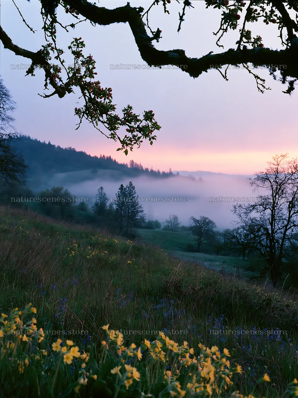 Hillside meadow with apple trees and morning fog – nature scenes 6866x9174