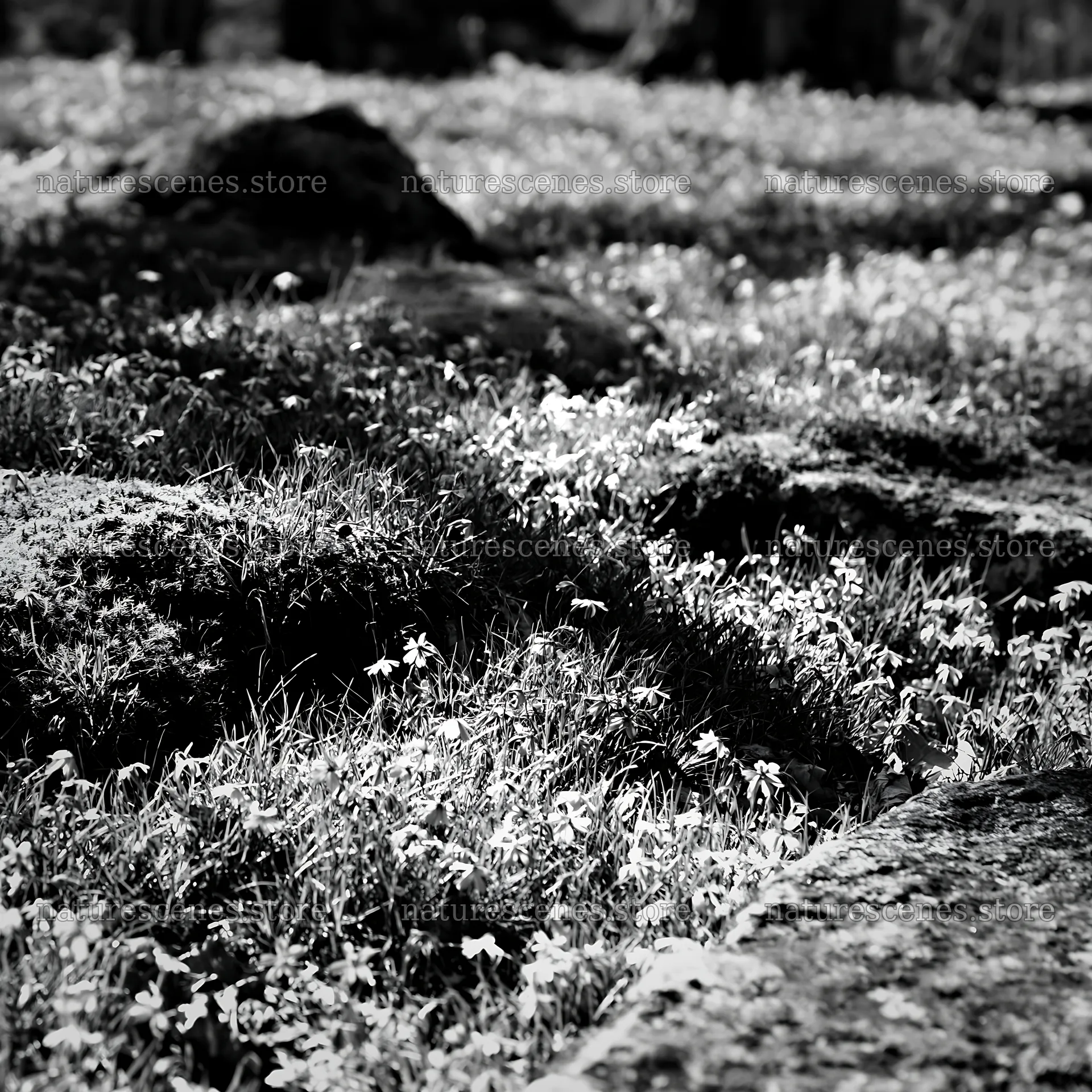 Miyagi spring recovery meadow with mossy stones and flowers – nature scenes 7938x7938