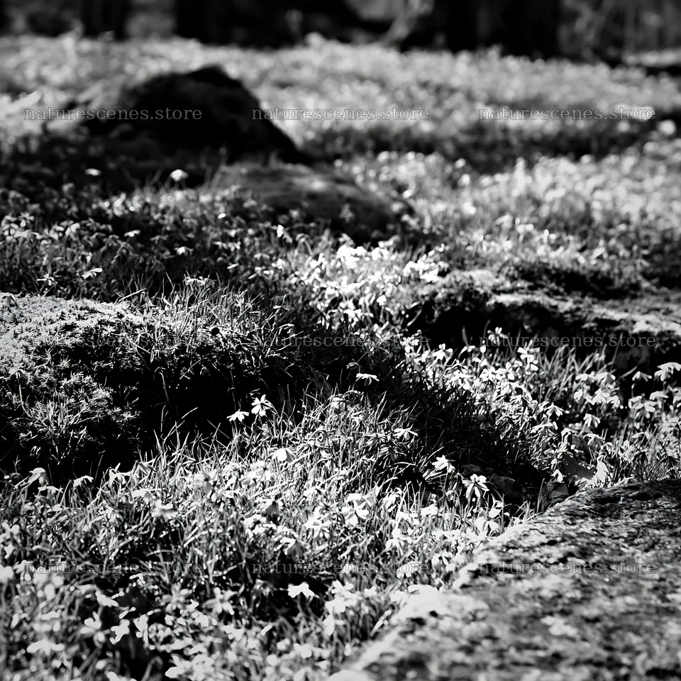 Miyagi spring recovery meadow with mossy stones and flowers – nature scenes 7938x7938