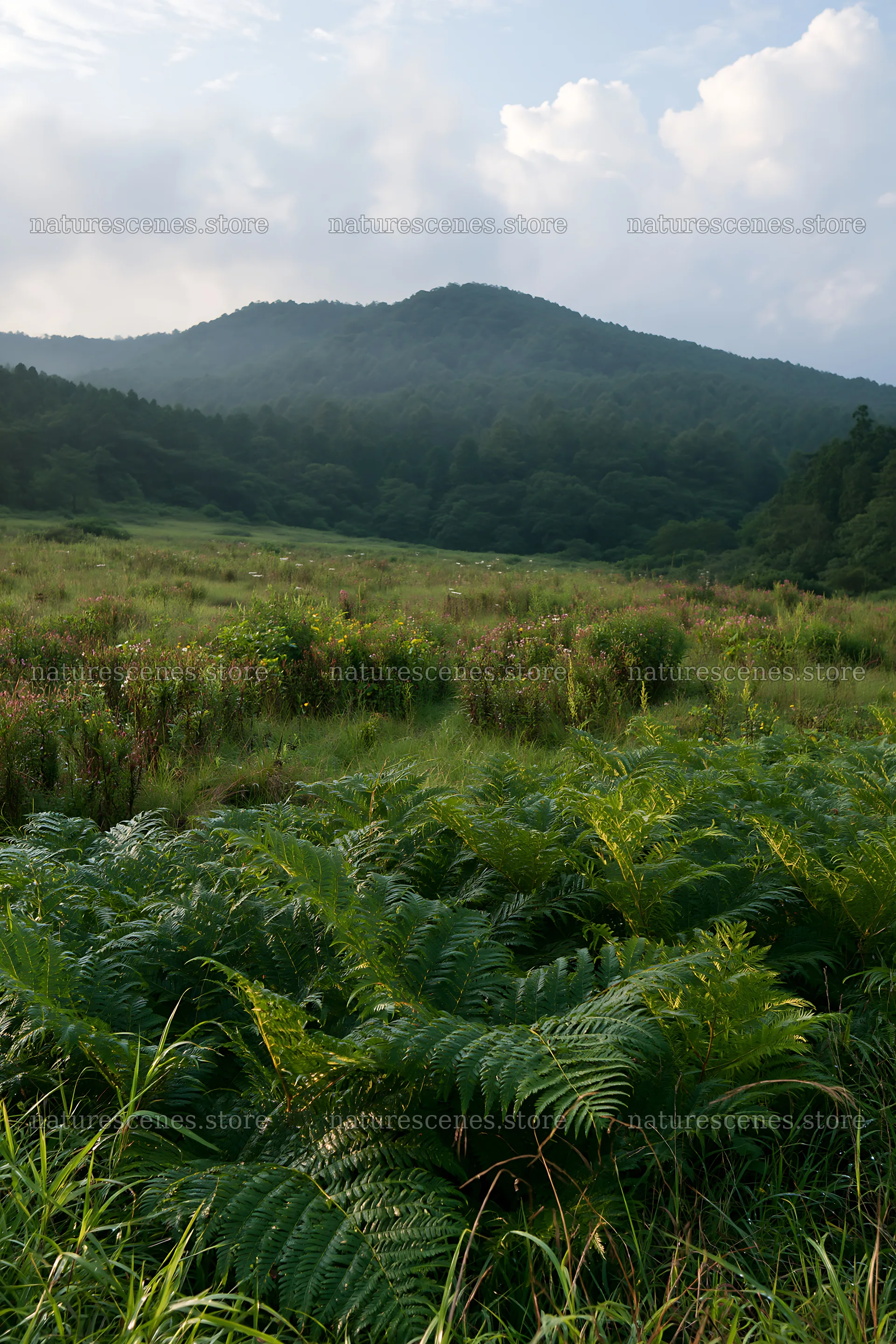 Nara summer meadow with ferns in foreground and distant hills – nature scenes 6480x9722