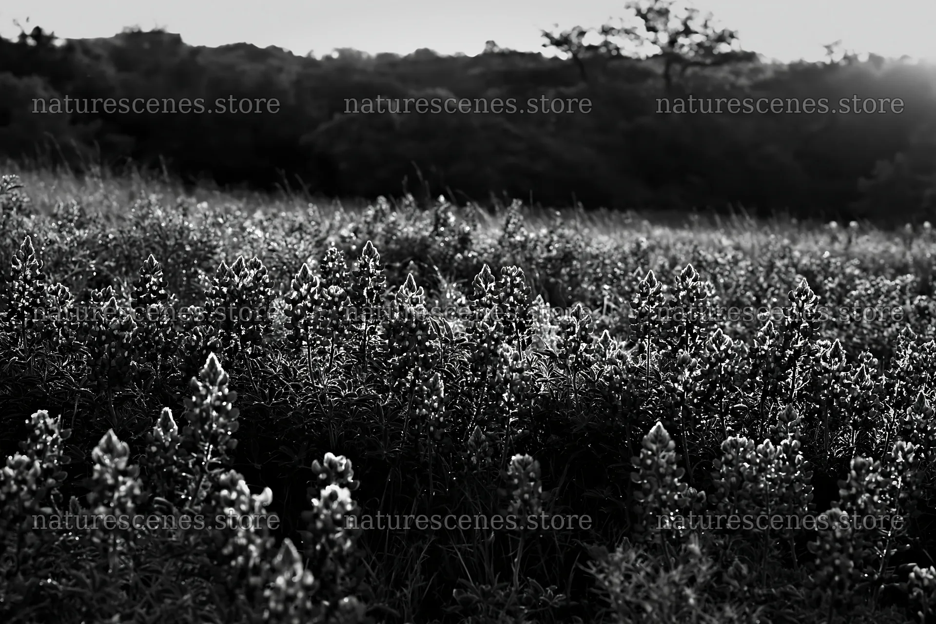 Bluebonnet meadow at sunrise in black and white – nature scenes 9722x6480
