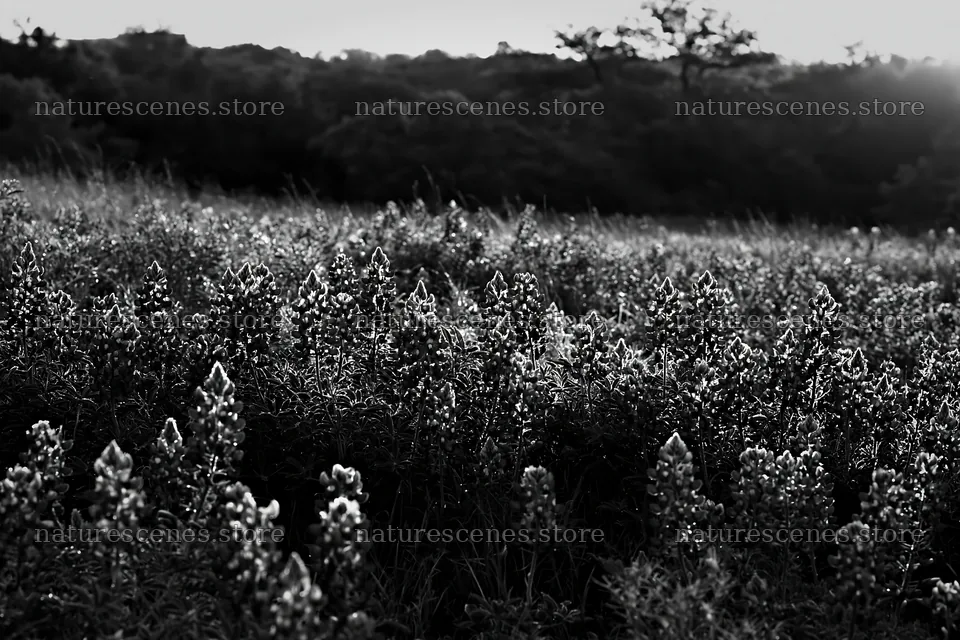 Bluebonnet meadow at sunrise in black and white – nature scenes 9722x6480