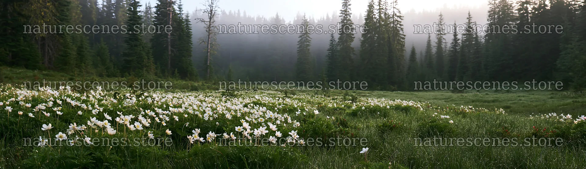 Misty forest meadow with flowers in the foreground – nature scenes 14762x4268