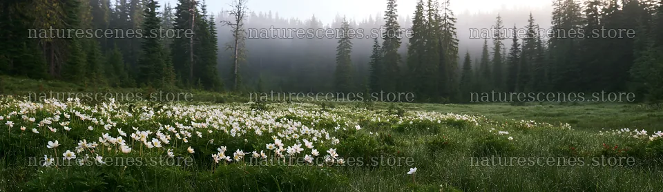 Misty forest meadow with flowers in the foreground – nature scenes 14762x4268