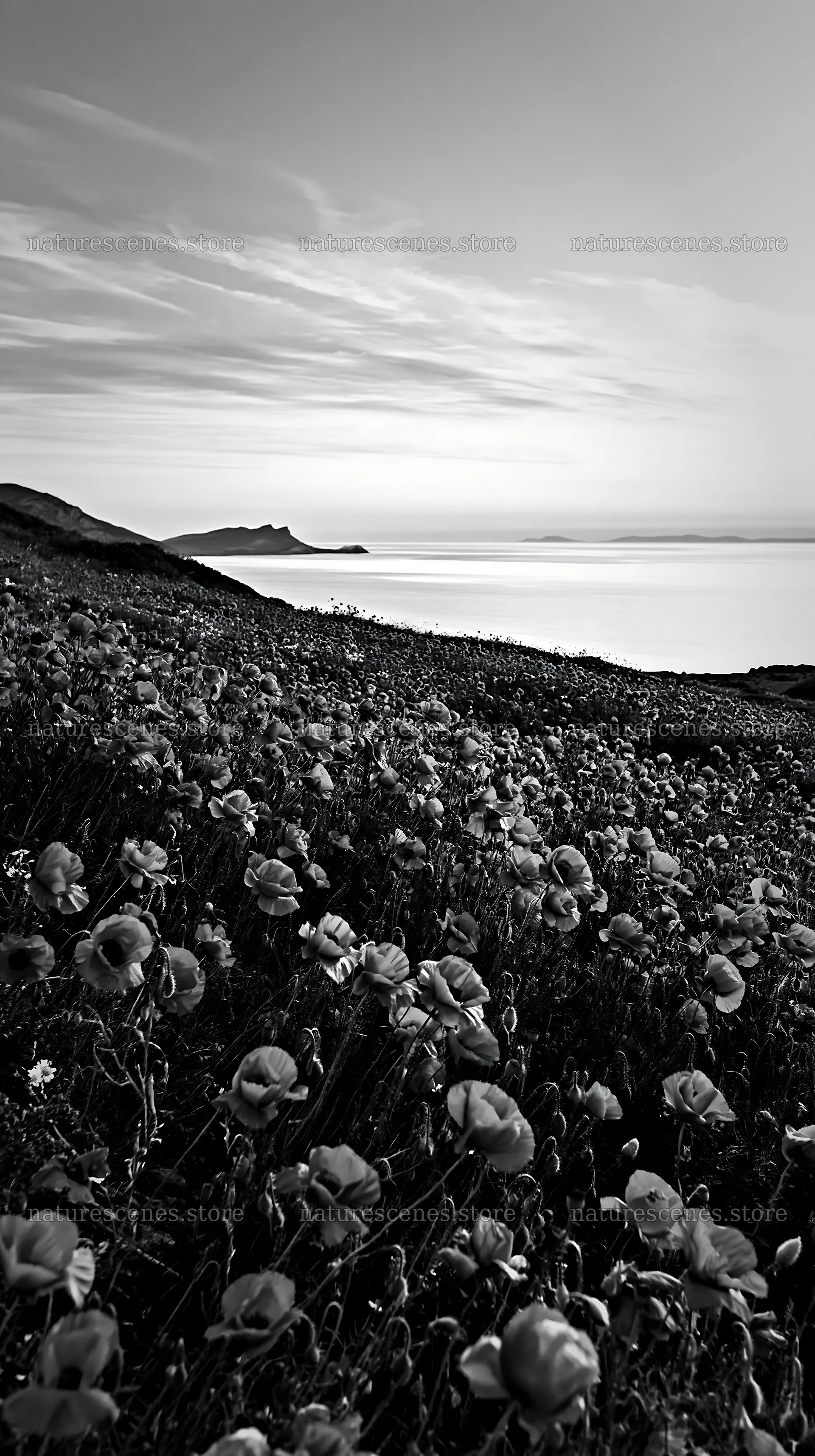 Colorful poppy meadow in front of a coastal landscape – nature scenes 5938x10608