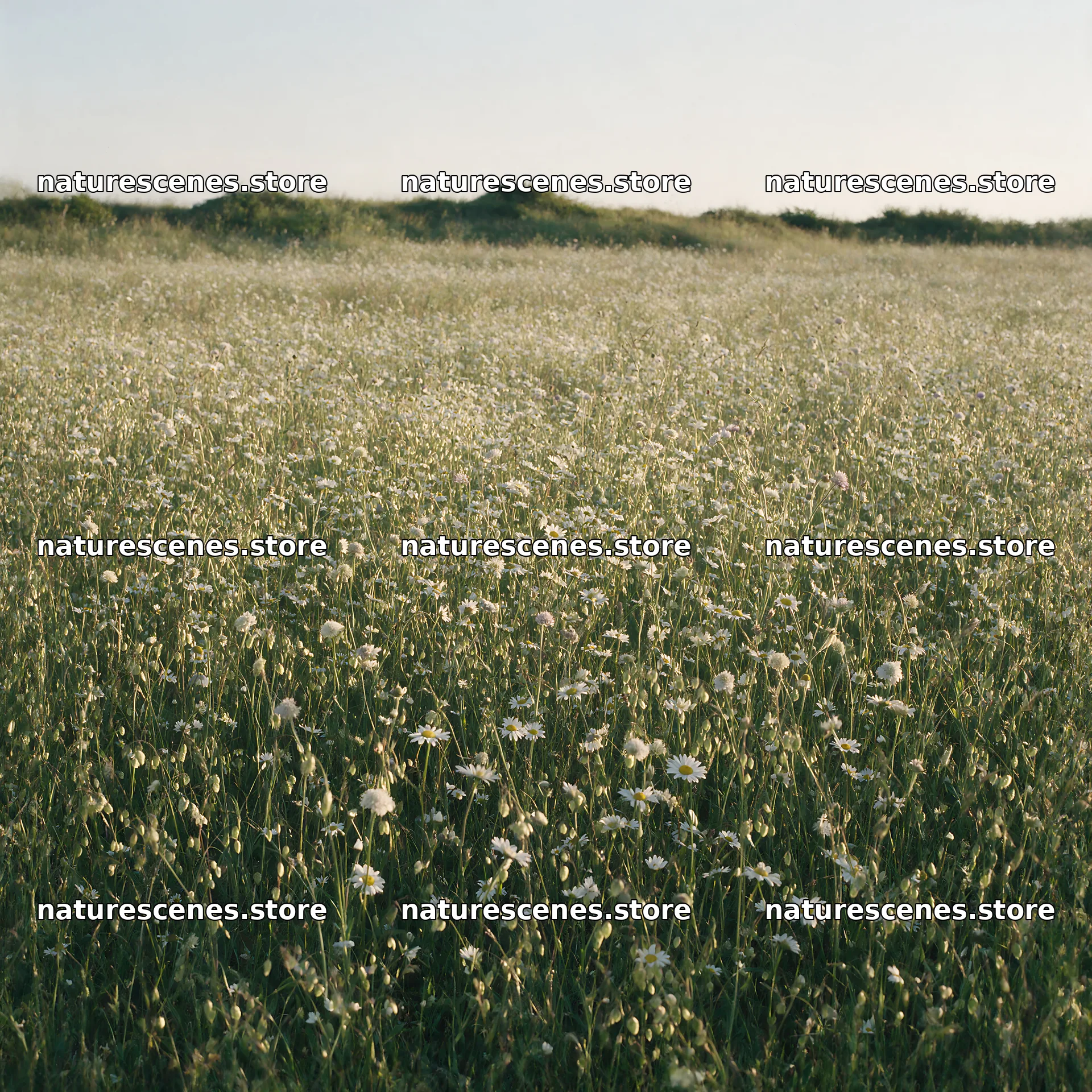 Rewilding meadow with wildflowers under bright sunlight – nature scenes 7938x7938