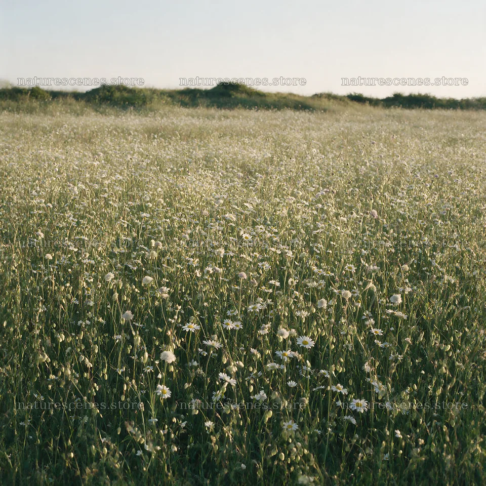 Rewilding meadow with wildflowers under bright sunlight – nature scenes 7938x7938