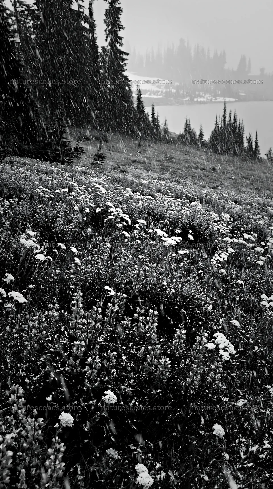Snowy lakeside meadow with flowers and trees in winter – nature scenes 5938x10608