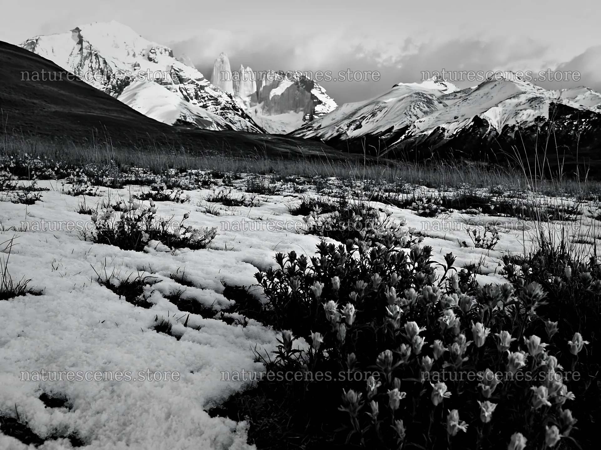 Torres del Paine meadow with snow and flowers in focus – nature scenes 9174x6866