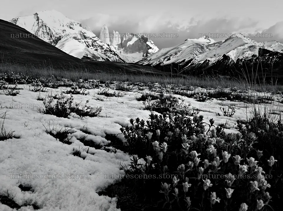Torres del Paine meadow with snow and flowers in focus – nature scenes 9174x6866