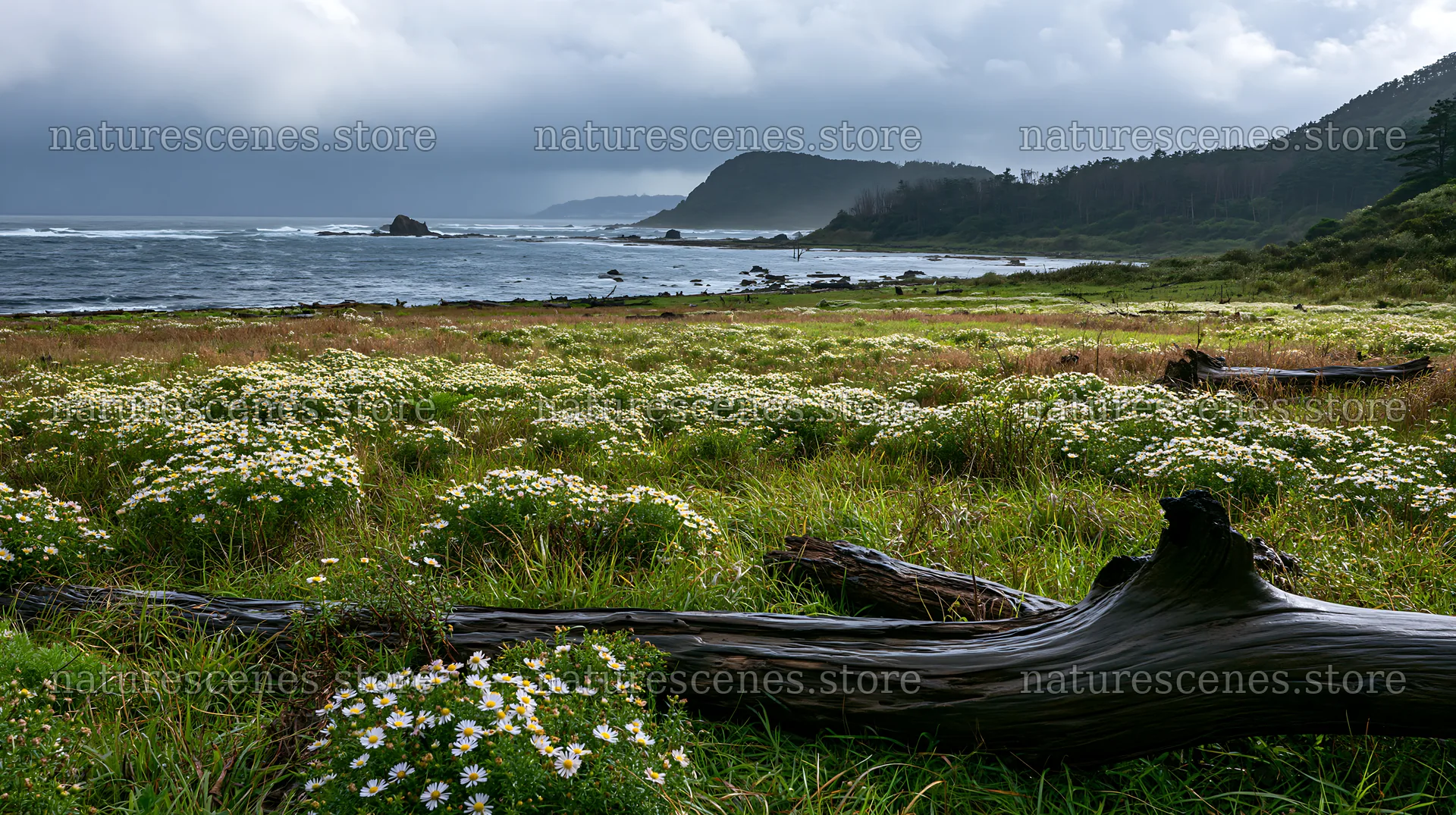 Nagasaki coastal meadow with driftwood and flowers – nature scenes 10608x5938