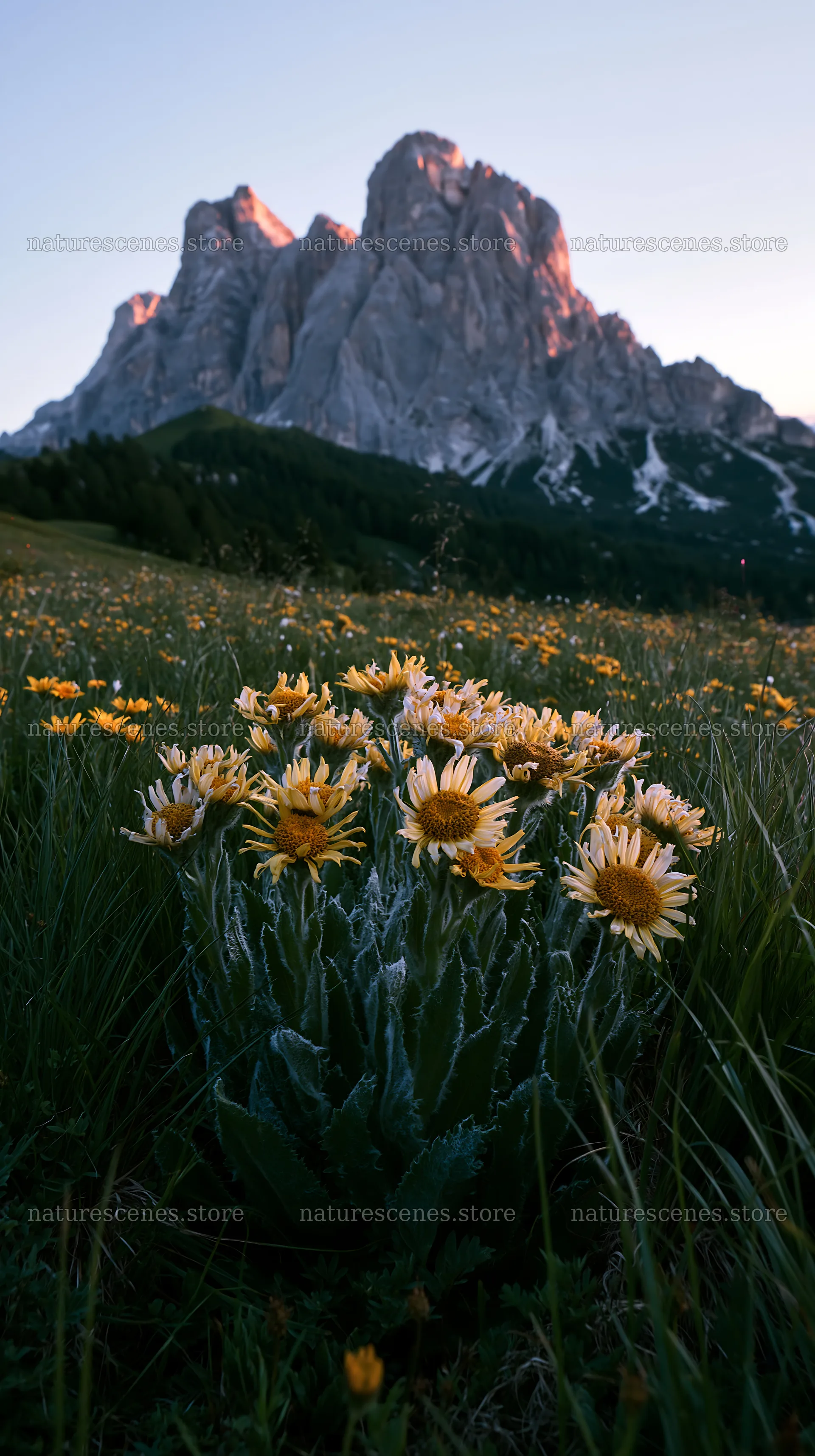 Tall grass meadow with wildflowers and mountains in the background – nature scenes 5938x10608
