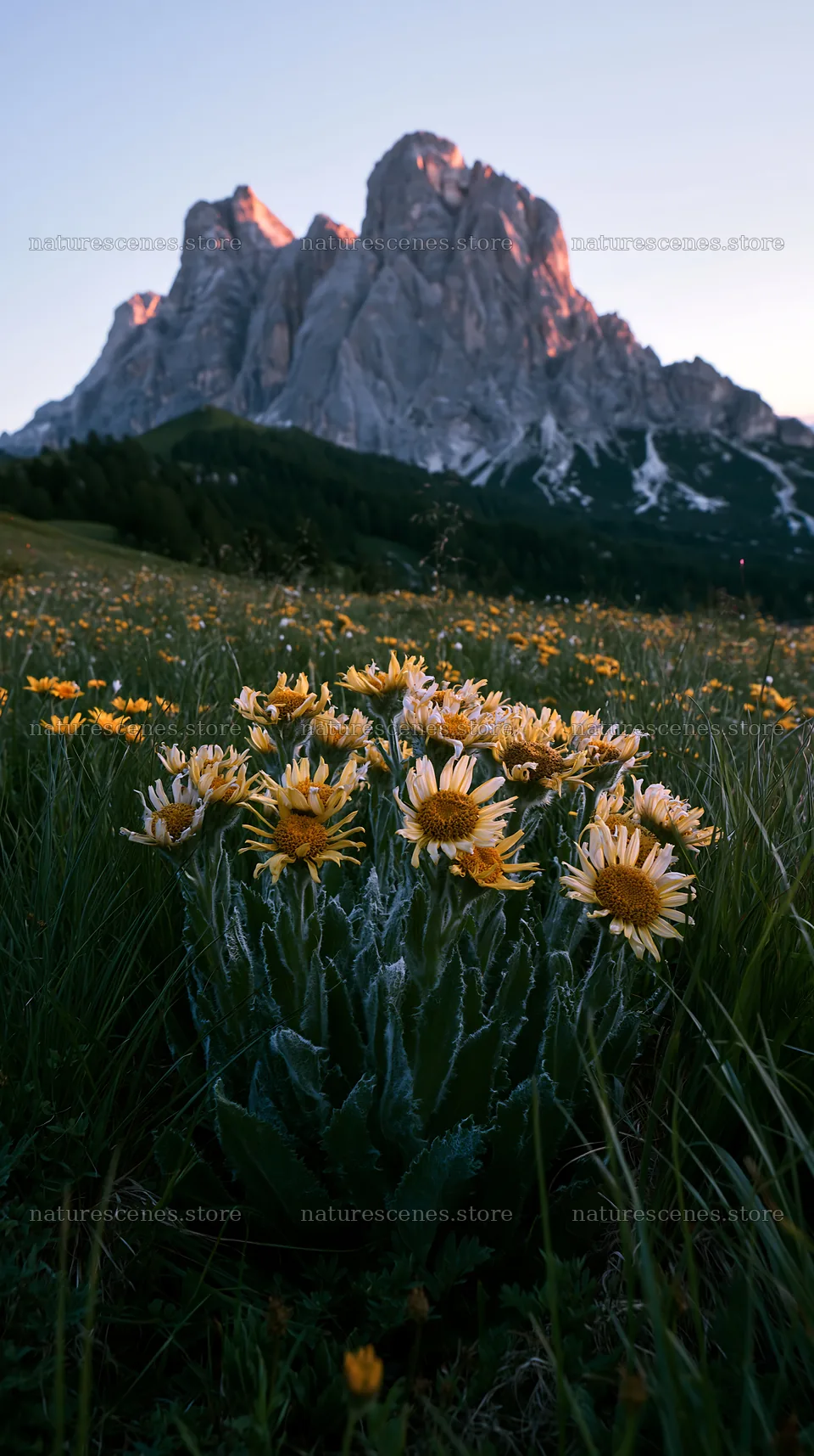Tall grass meadow with wildflowers and mountains in the background – nature scenes 5938x10608