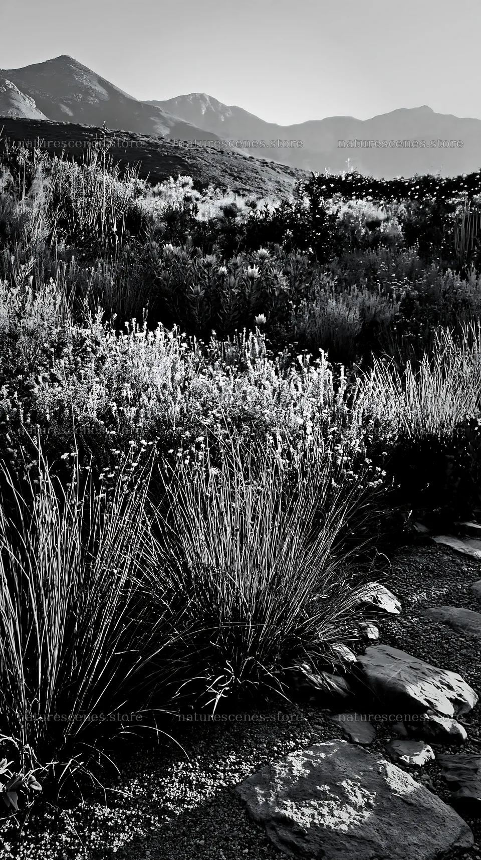 Expansive meadow with drought tolerant plants and mountain view – nature scenes 5938x10608