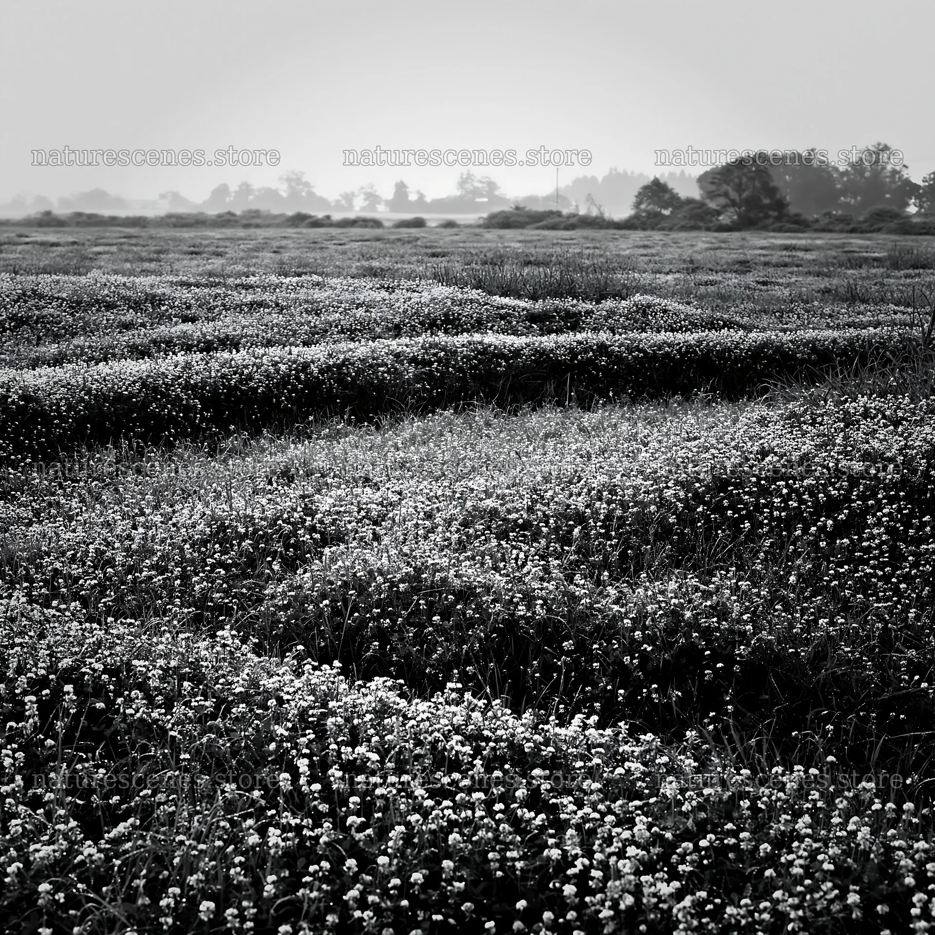 Dew-covered meadow in Niigata floodplain at dawn – nature scenes 7938x7938