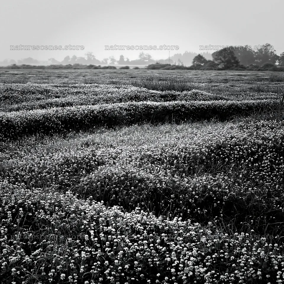Dew-covered meadow in Niigata floodplain at dawn – nature scenes 7938x7938