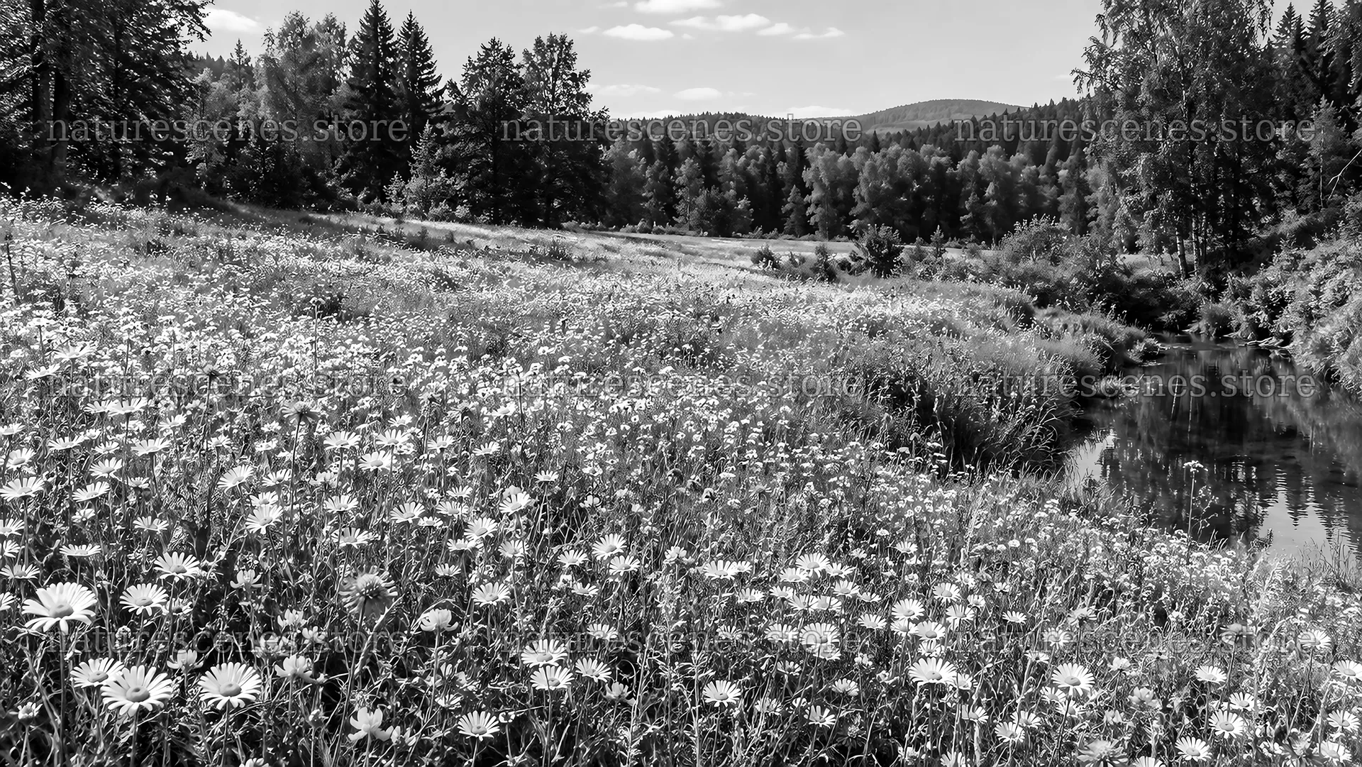 Monochrome Wildflower Clearing and Forest Stream – nature scenes 10324x5812