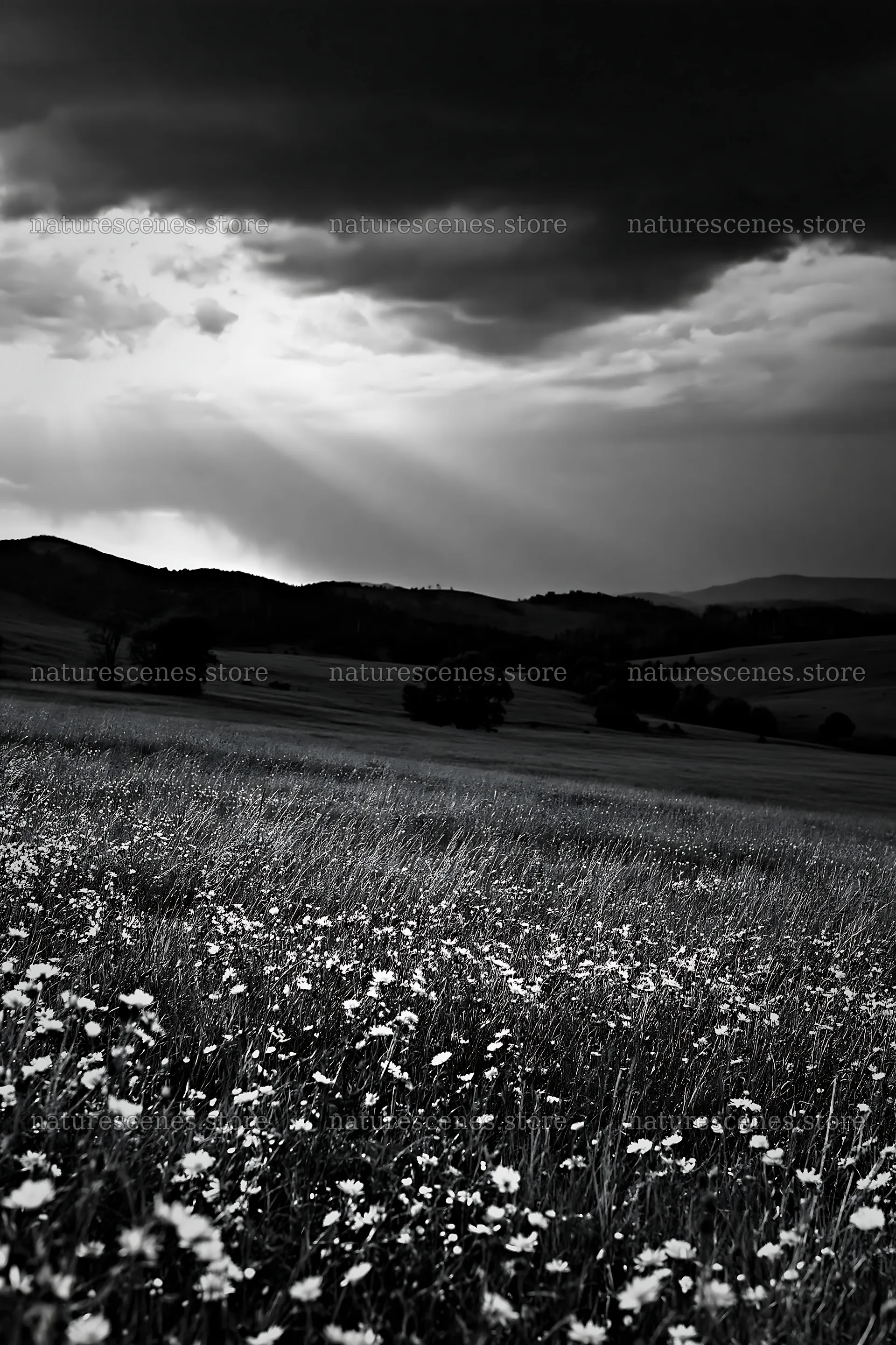 Hay meadow in Transylvania under dark clouds – nature scenes 6480x9722