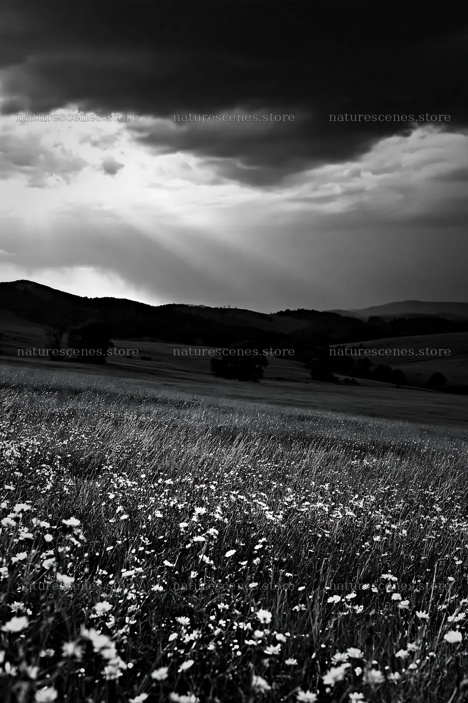 Hay meadow in Transylvania under dark clouds – nature scenes 6480x9722