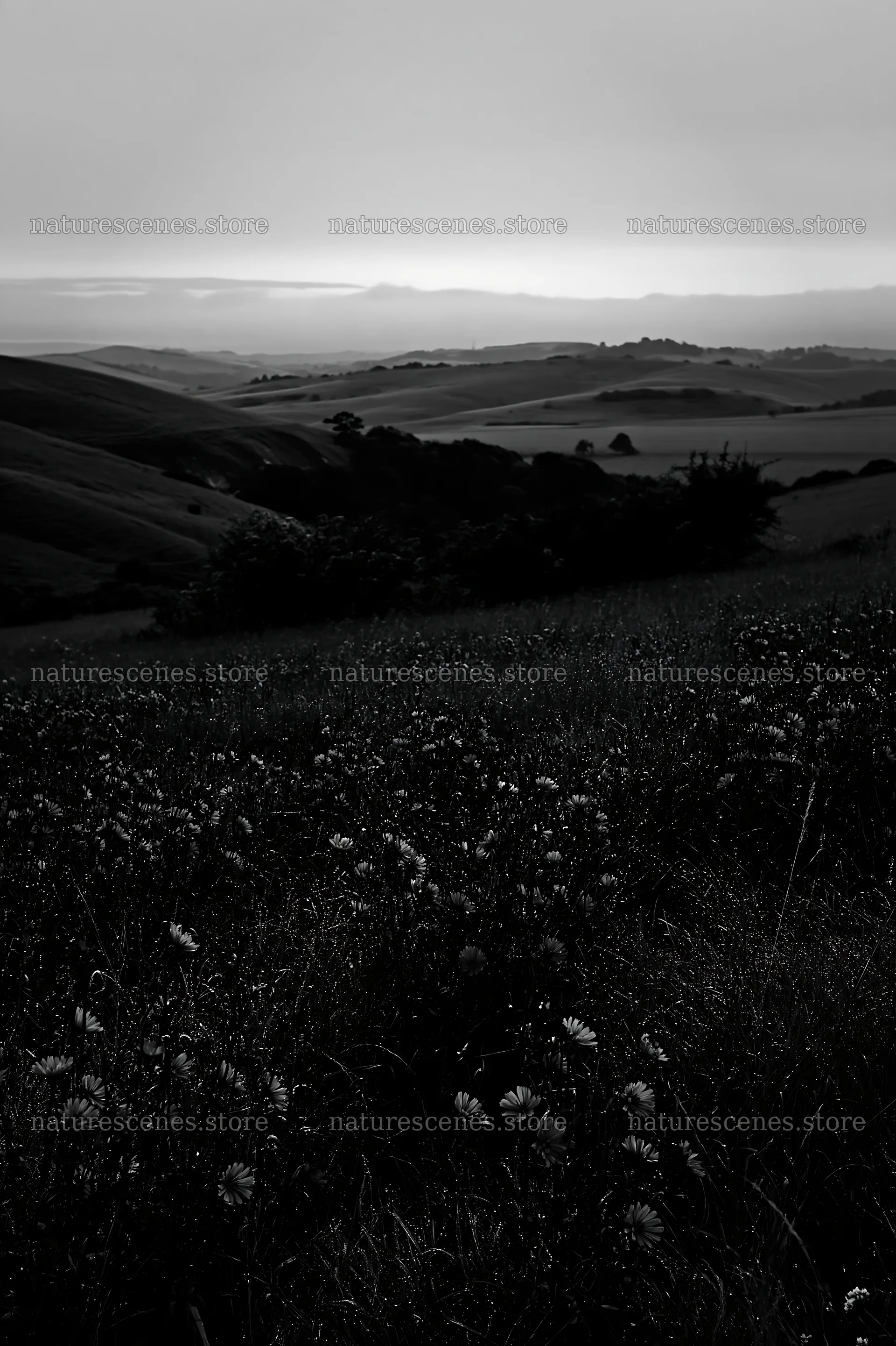 Sainfoin chicory meadow with distant hills and cloudy sky – nature scenes 6480x9722