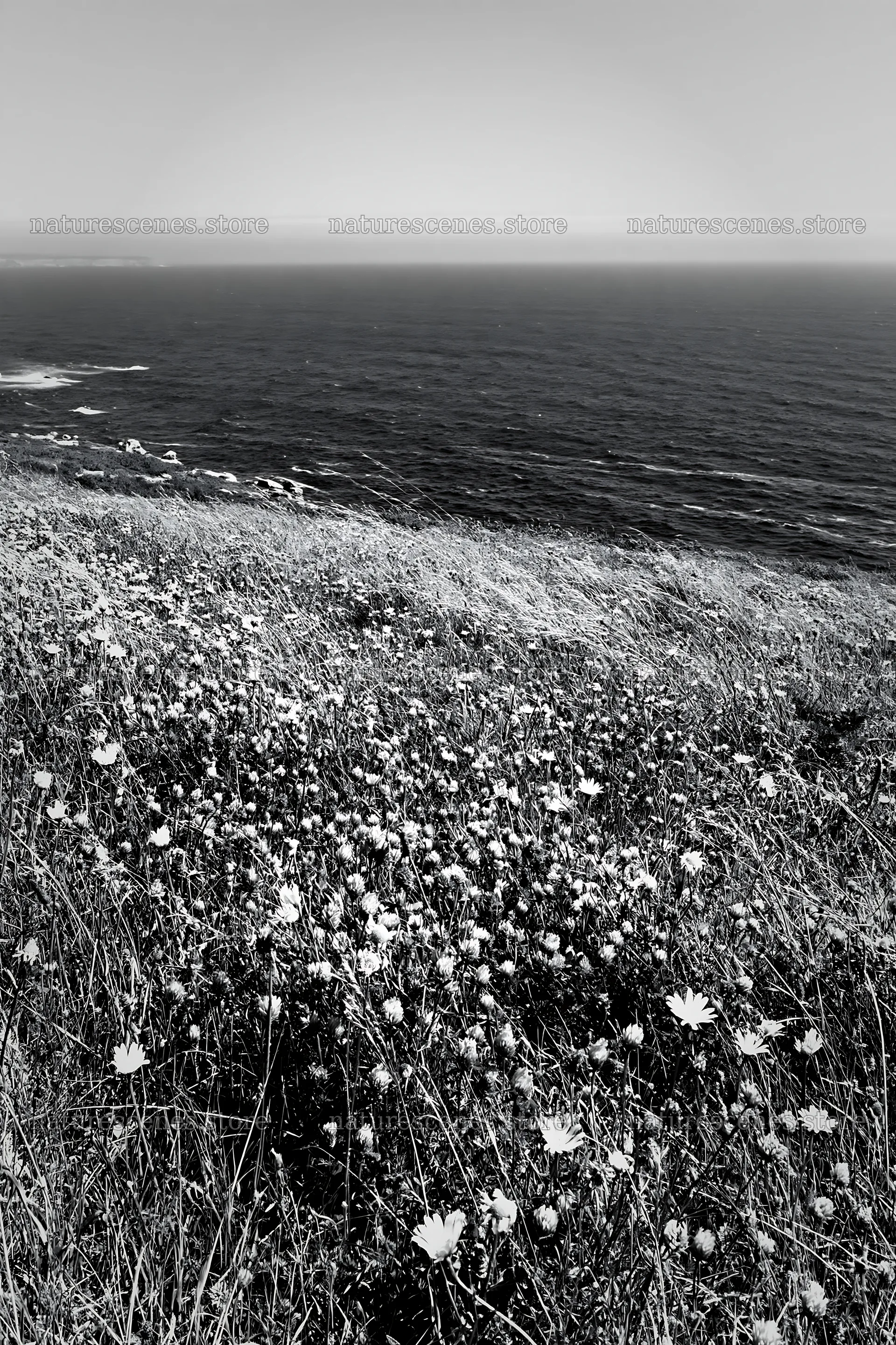 Meadow flowers overlooking the Atlantic coast in Portugal – nature scenes 6480x9722