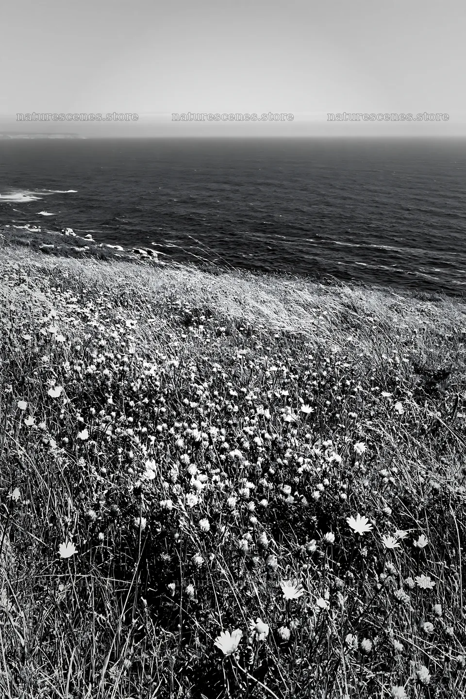 Meadow flowers overlooking the Atlantic coast in Portugal – nature scenes 6480x9722