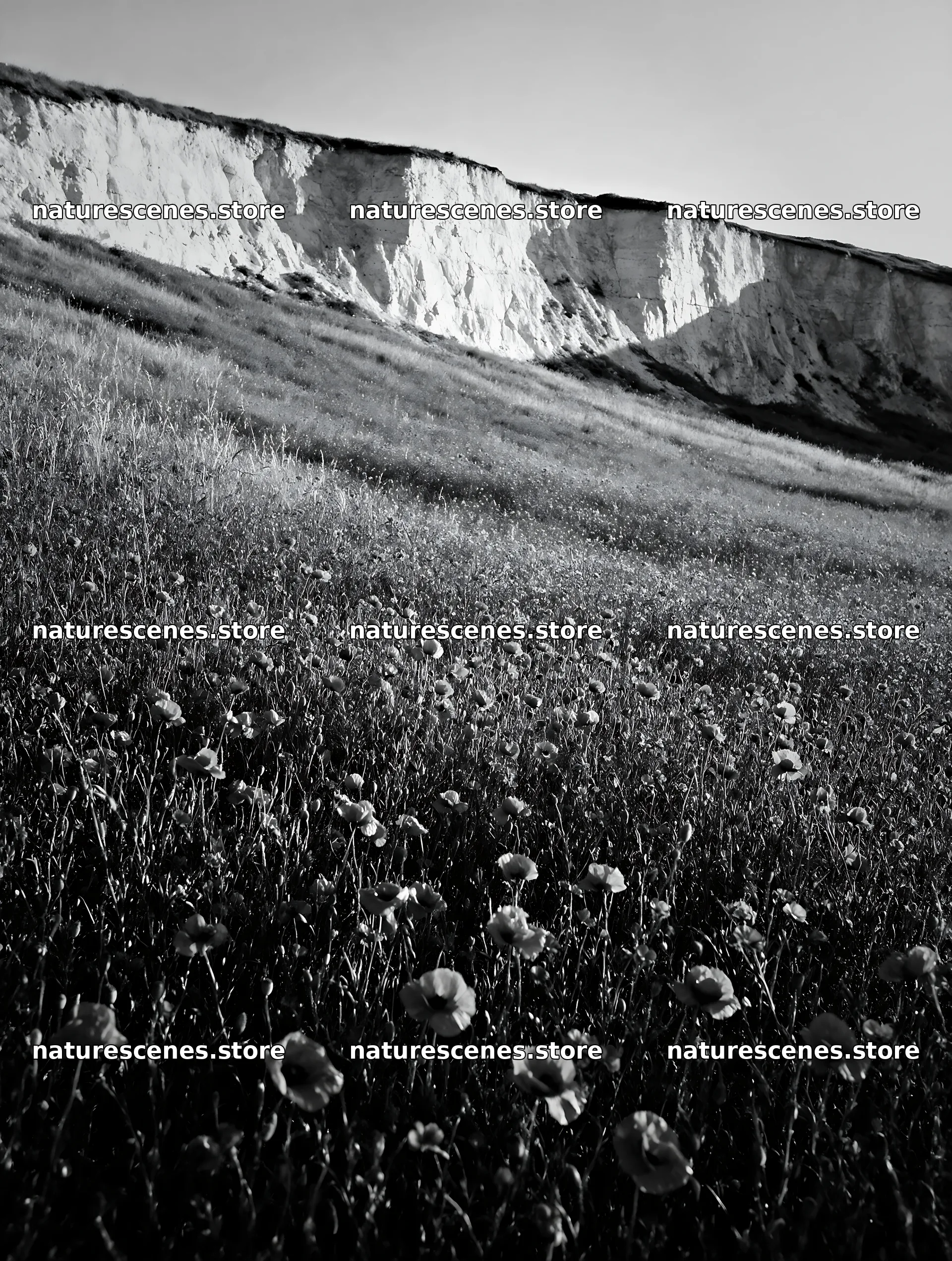 Poppy flax meadow view with cliffs in the background – nature scenes 6898x9134