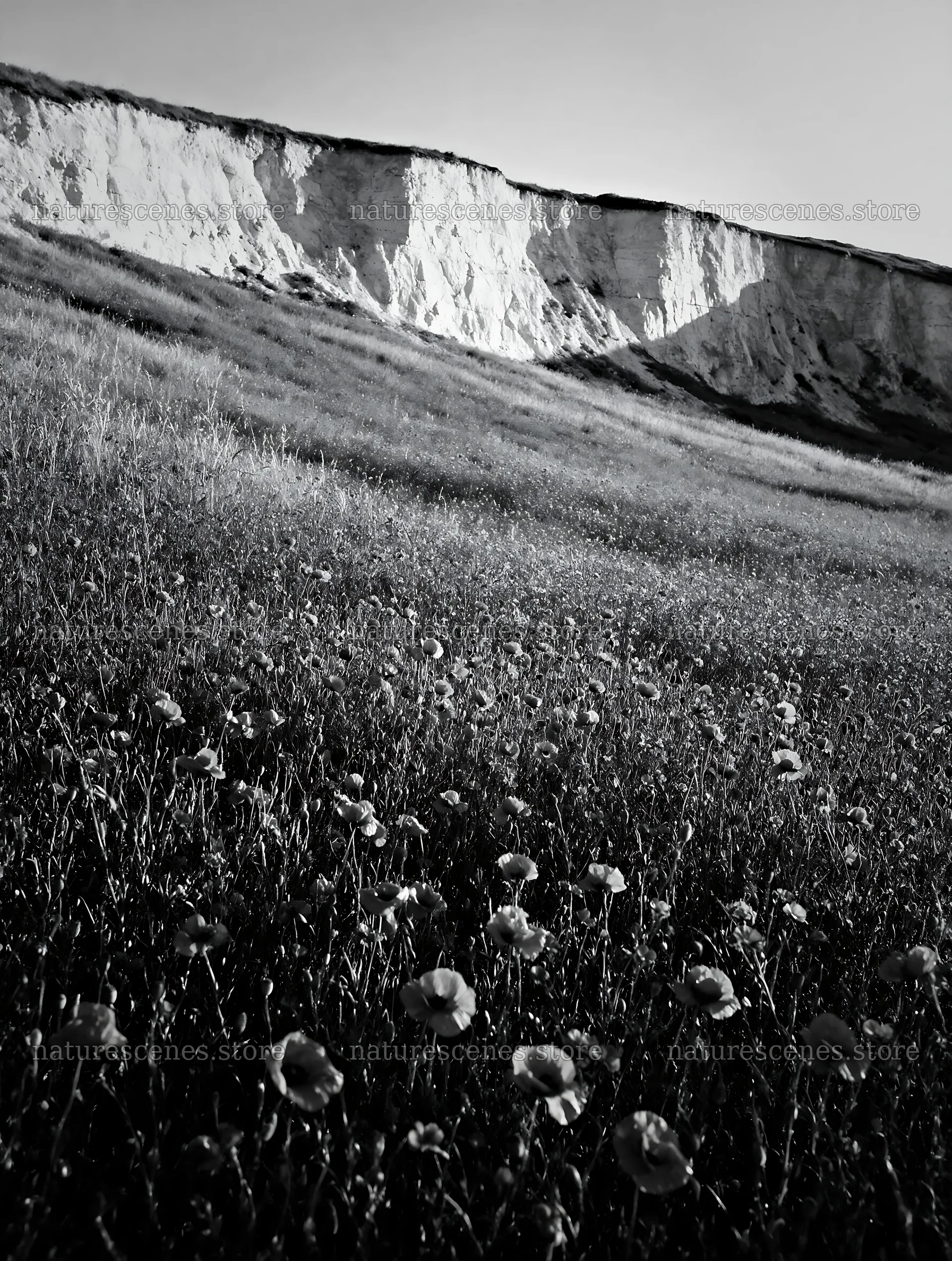 Poppy flax meadow view with cliffs in the background – nature scenes 6898x9134