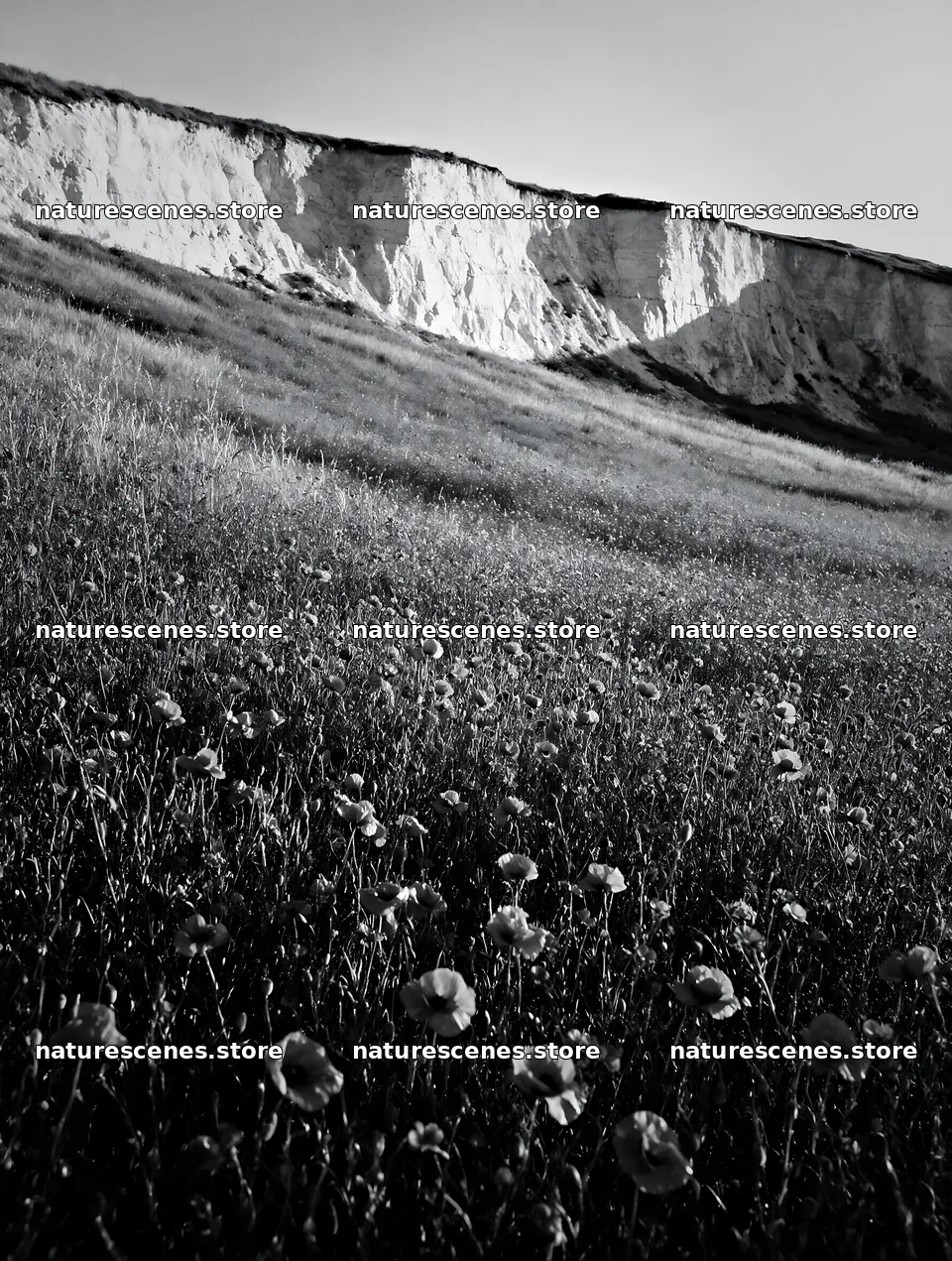 Poppy flax meadow view with cliffs in the background – nature scenes 6898x9134